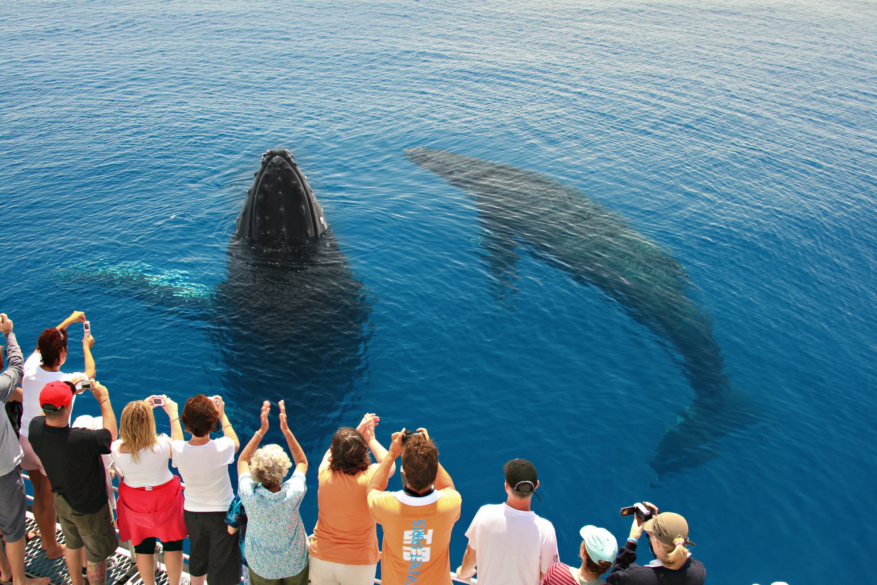 Hervey Bay Humpback Whale Cruise with Tasman Venture
