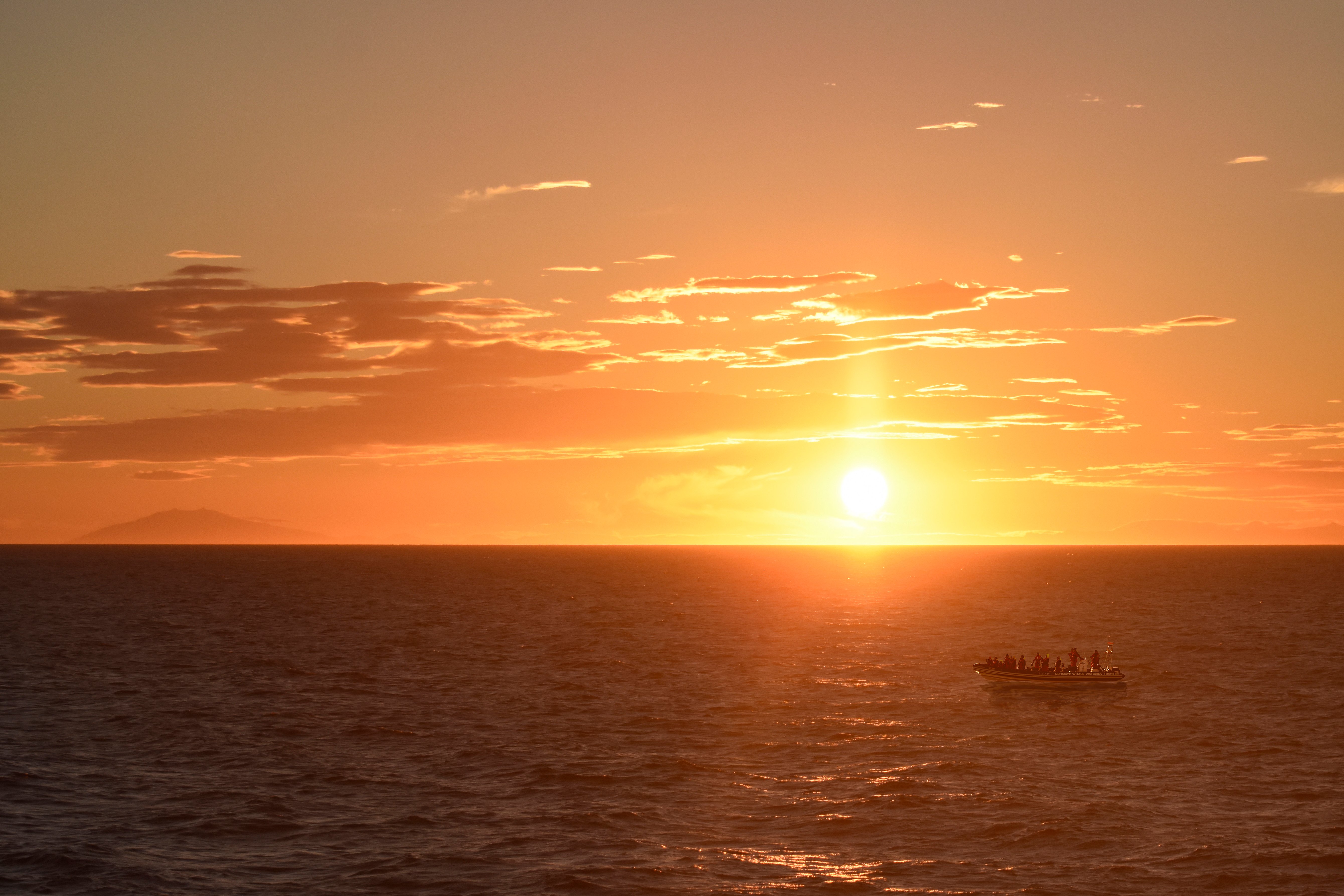 Evening Whale & Puffin Speedboat Adventure