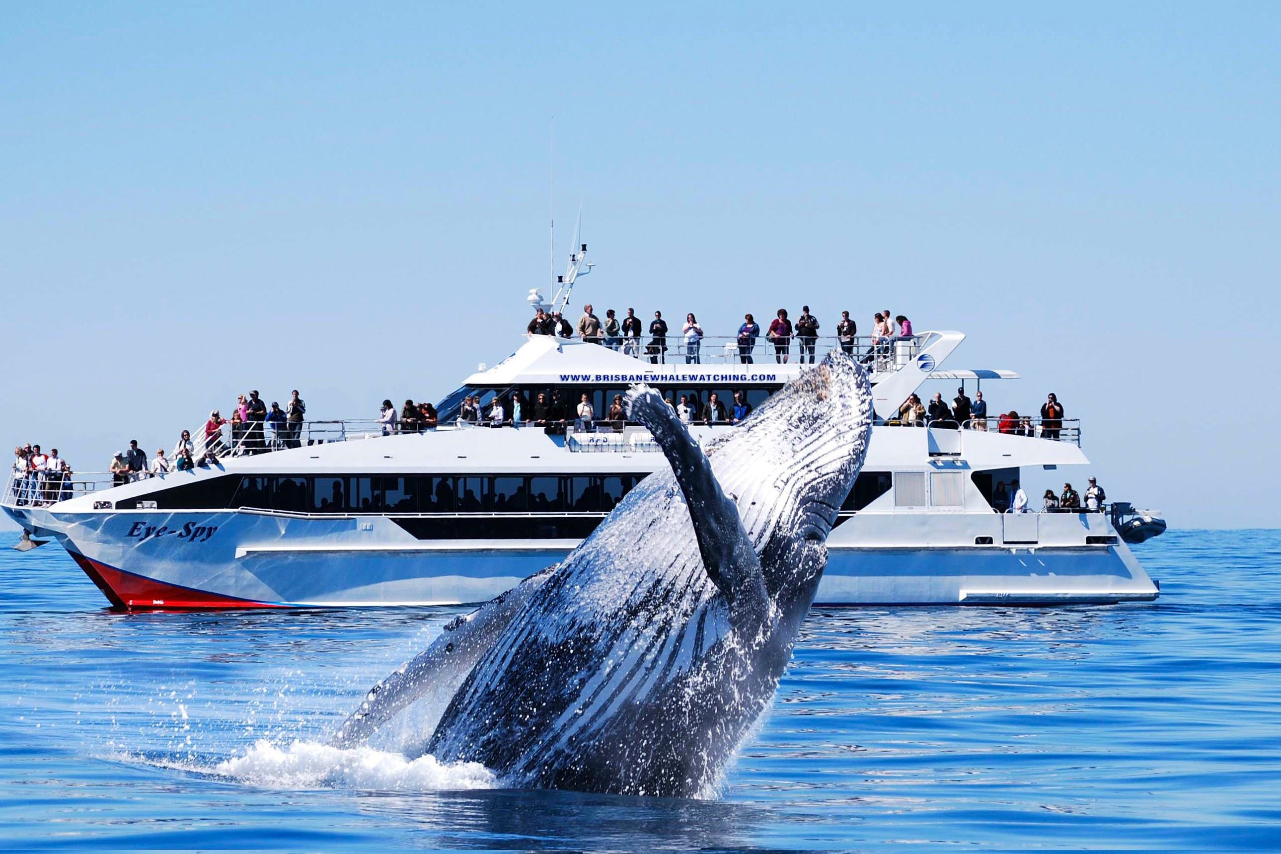 Brisbane Whale Watching Cruise with Lunch