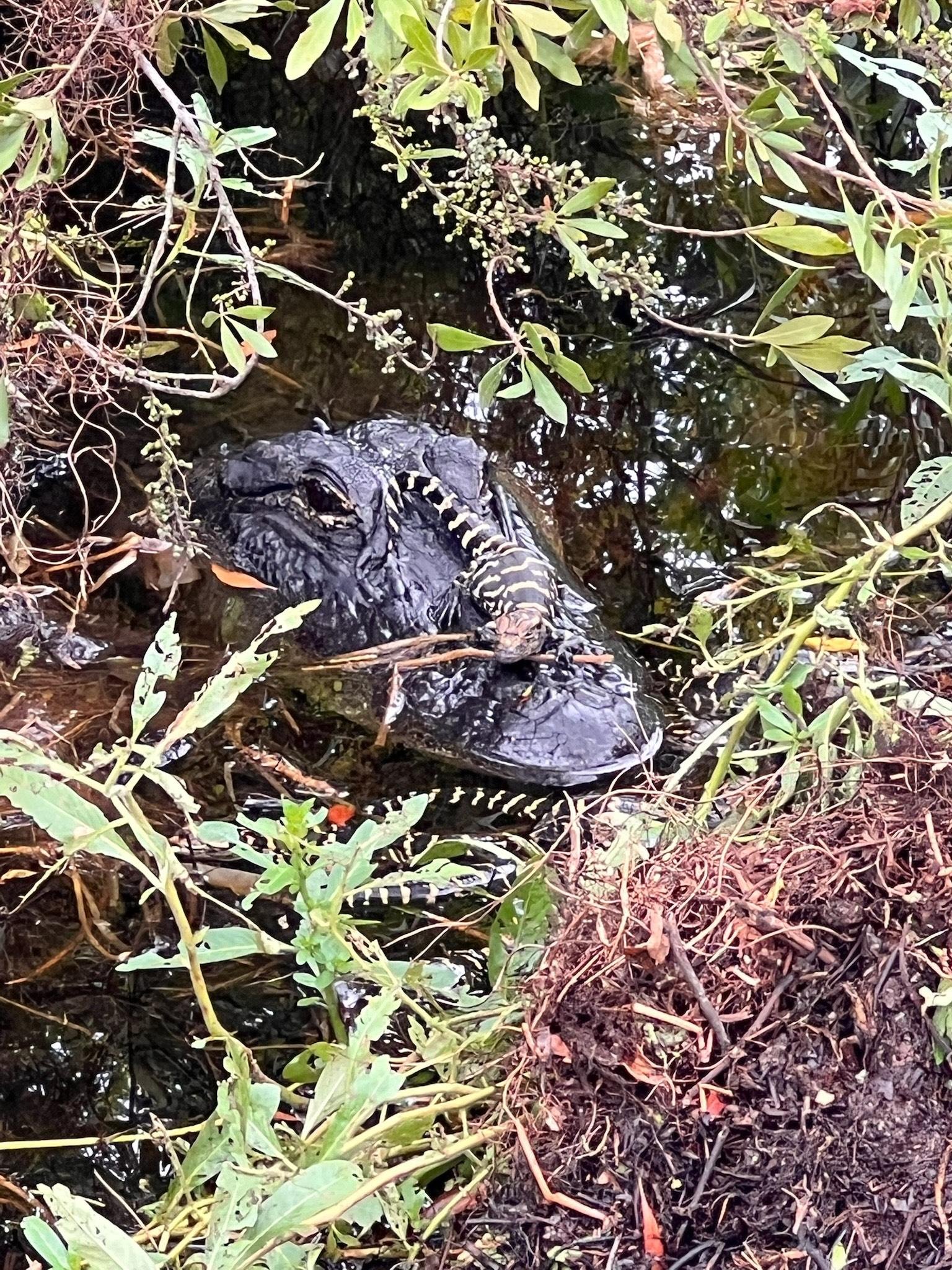 Kissimmee Everglades Airboat Expedition