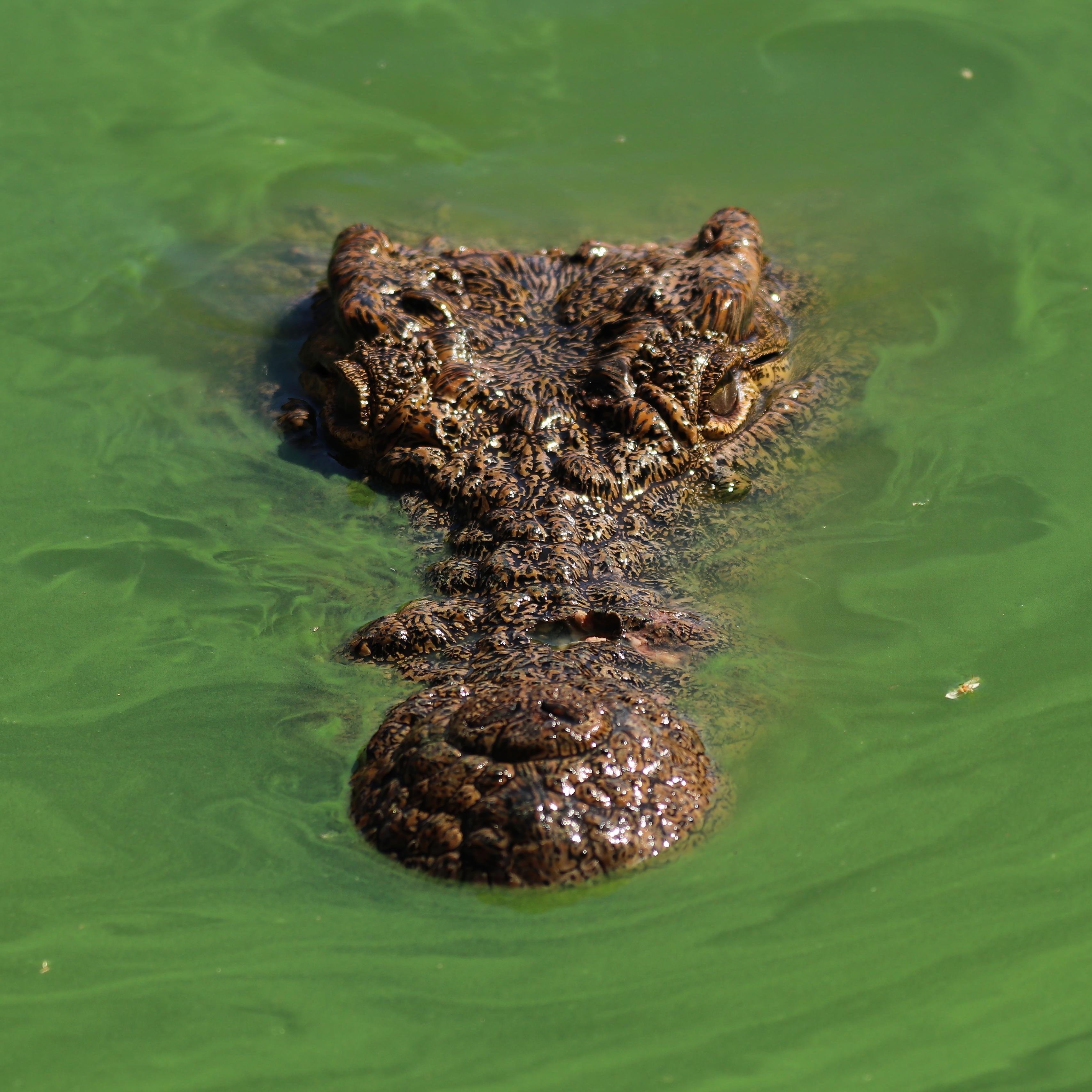 Agadir Crocoparc Adventure: Guided Tour with Tea & Transfers