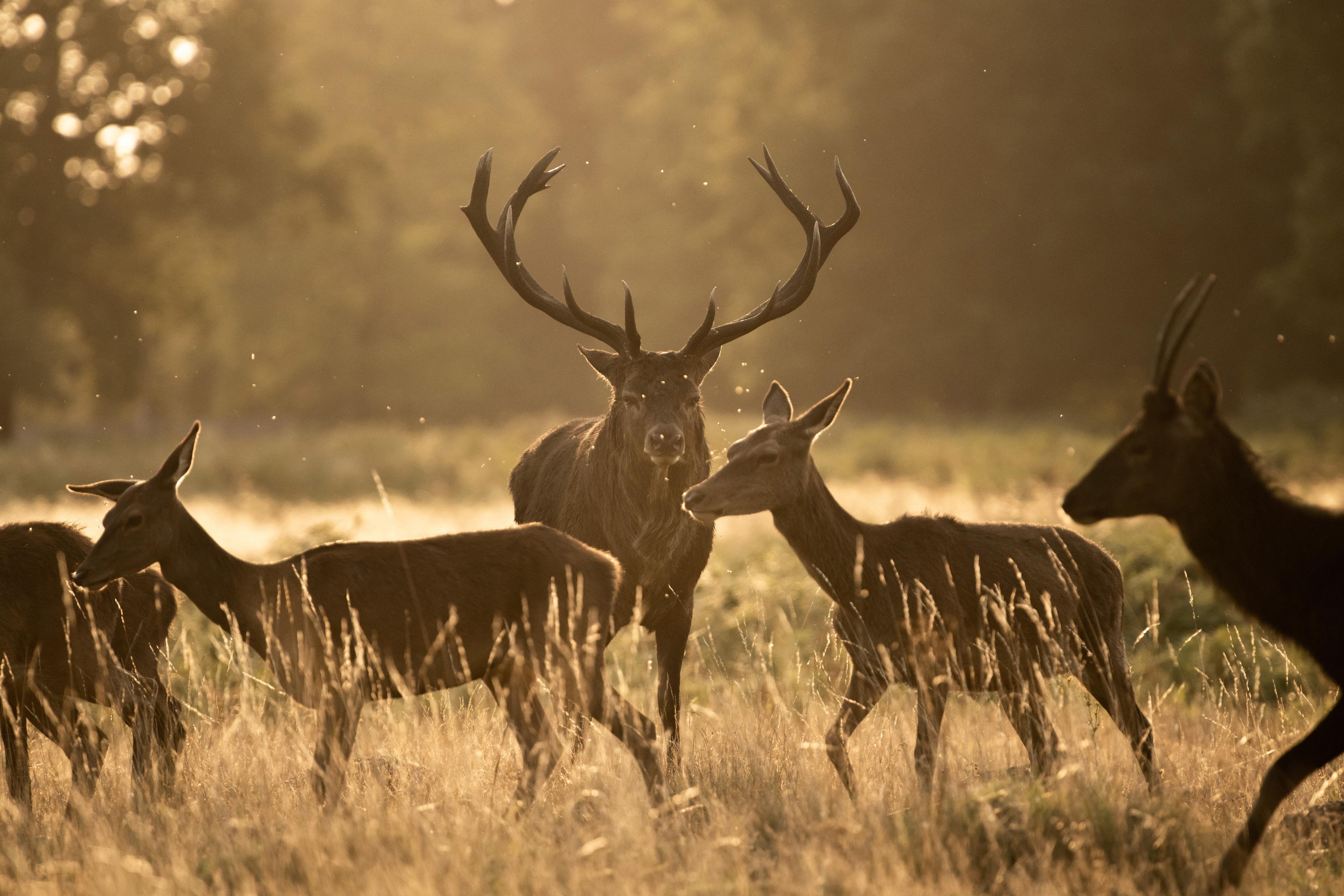 Sunset Wildlife Photography Workshop in Richmond Park