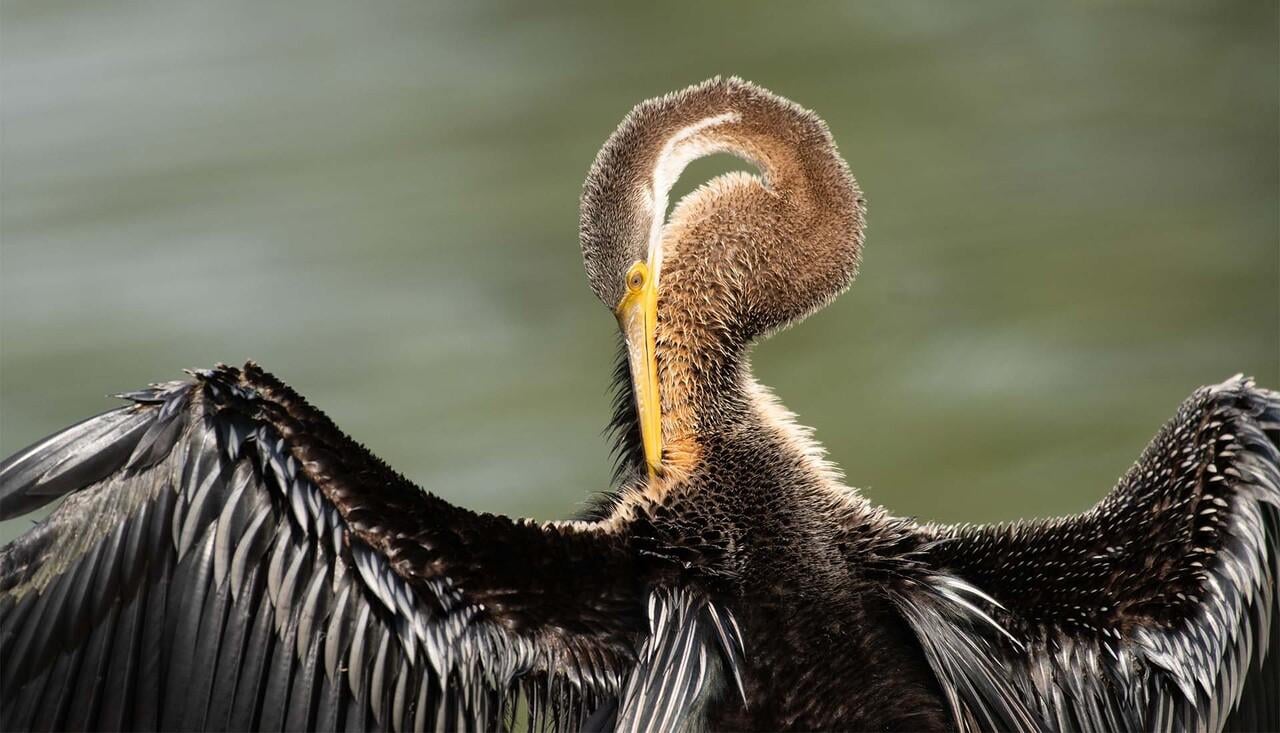 Bharatpur: Keoladeo National Park Guided Tour with Pickup - 2026 (Verified Reviews)