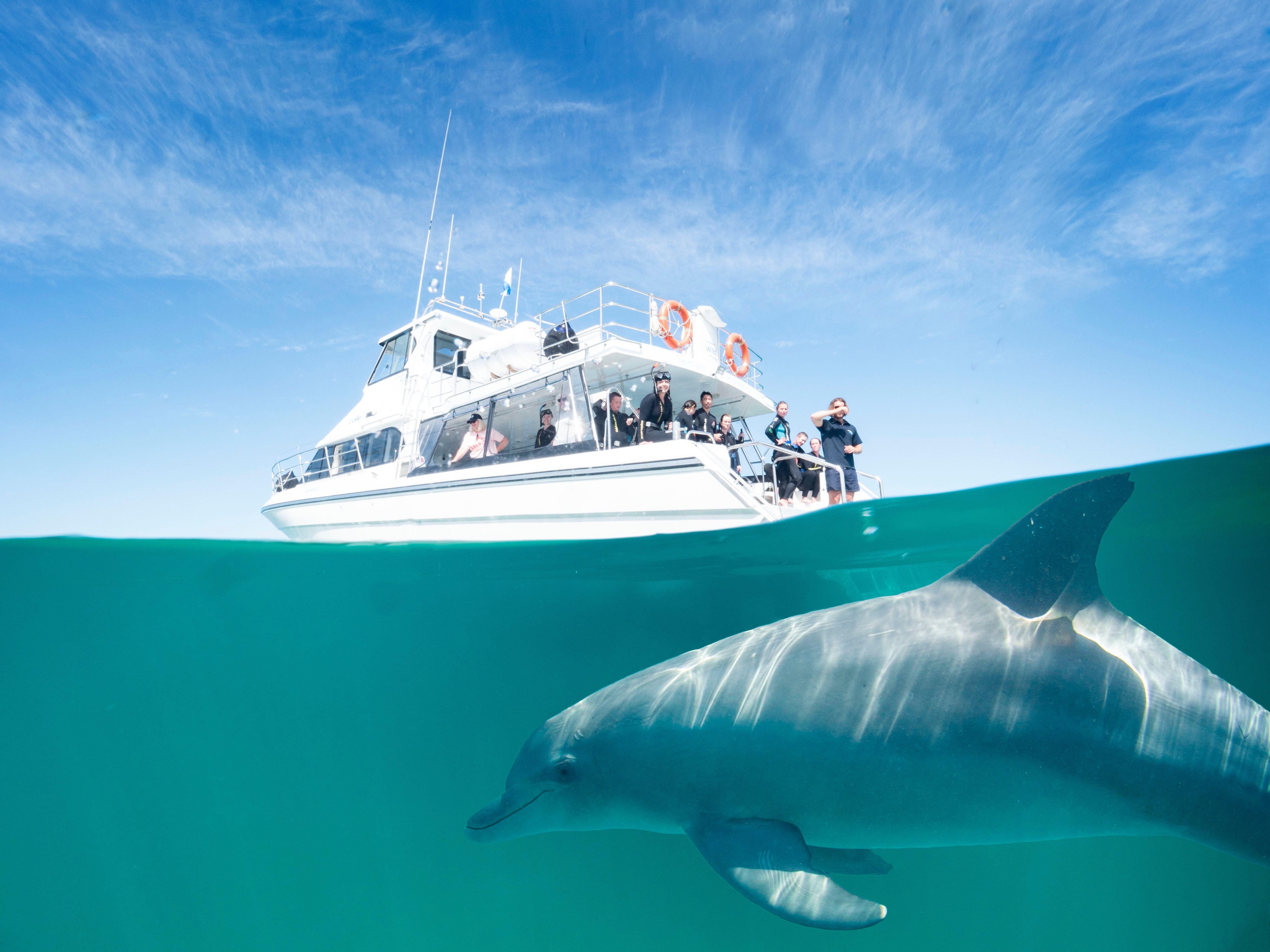Wild Dolphin Swimming Adventure from Perth