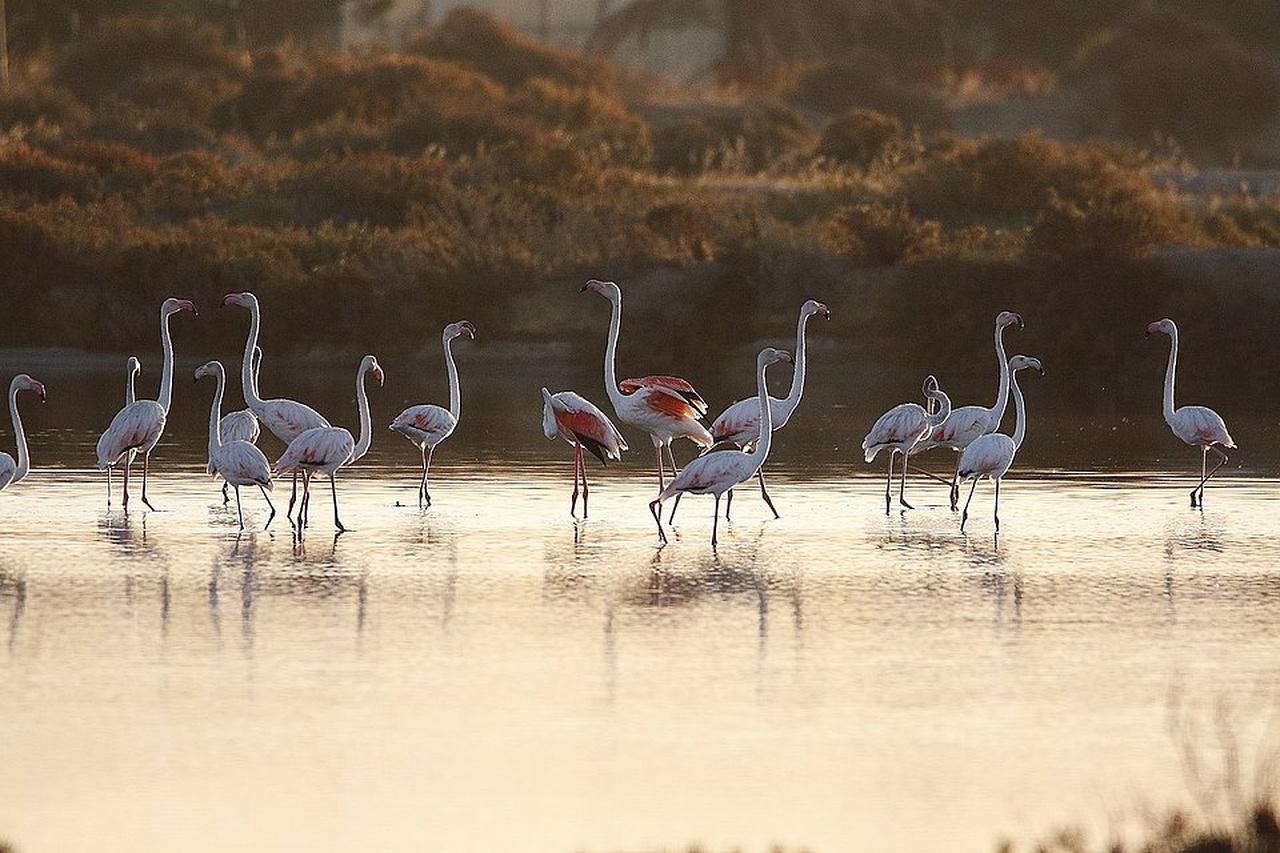 Algarve: Open Jeep Adventure, Flamingos & Ria Formosa Trip