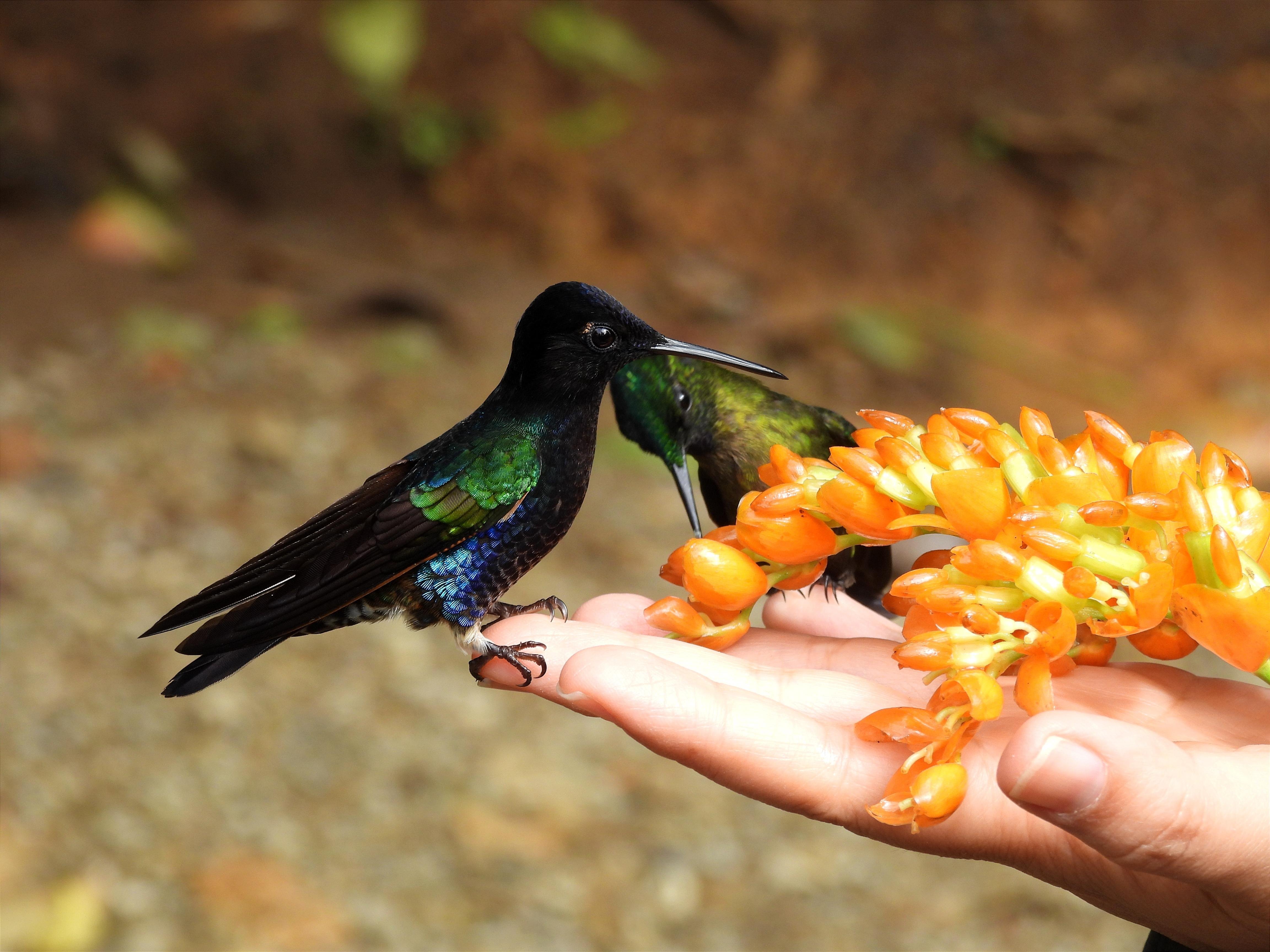Private Mindo Cloud Forest & Chocolate Adventure