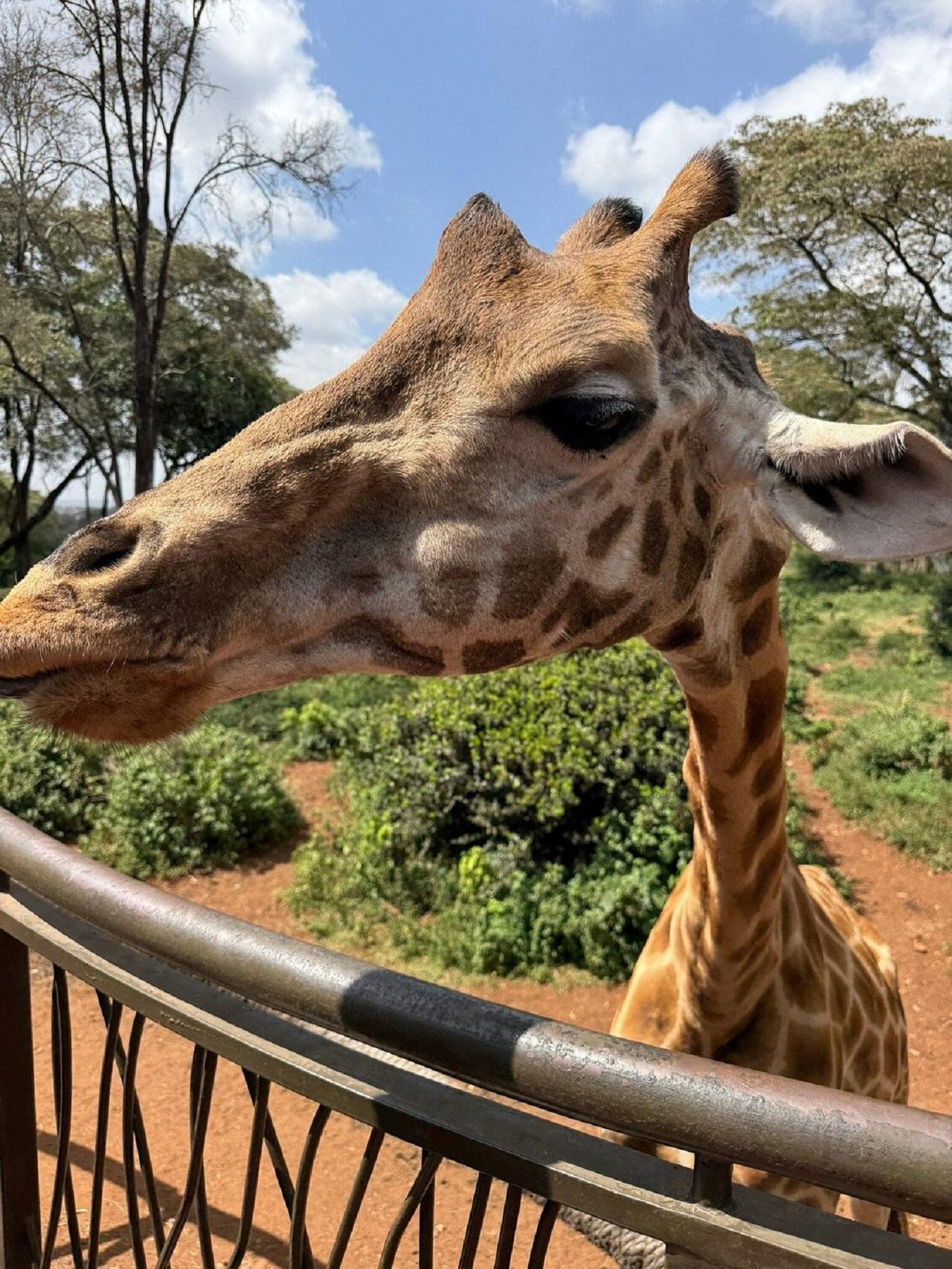 Nairobi Highlights: Karen Blixen Museum, Giraffe Center & Kobe Beads
