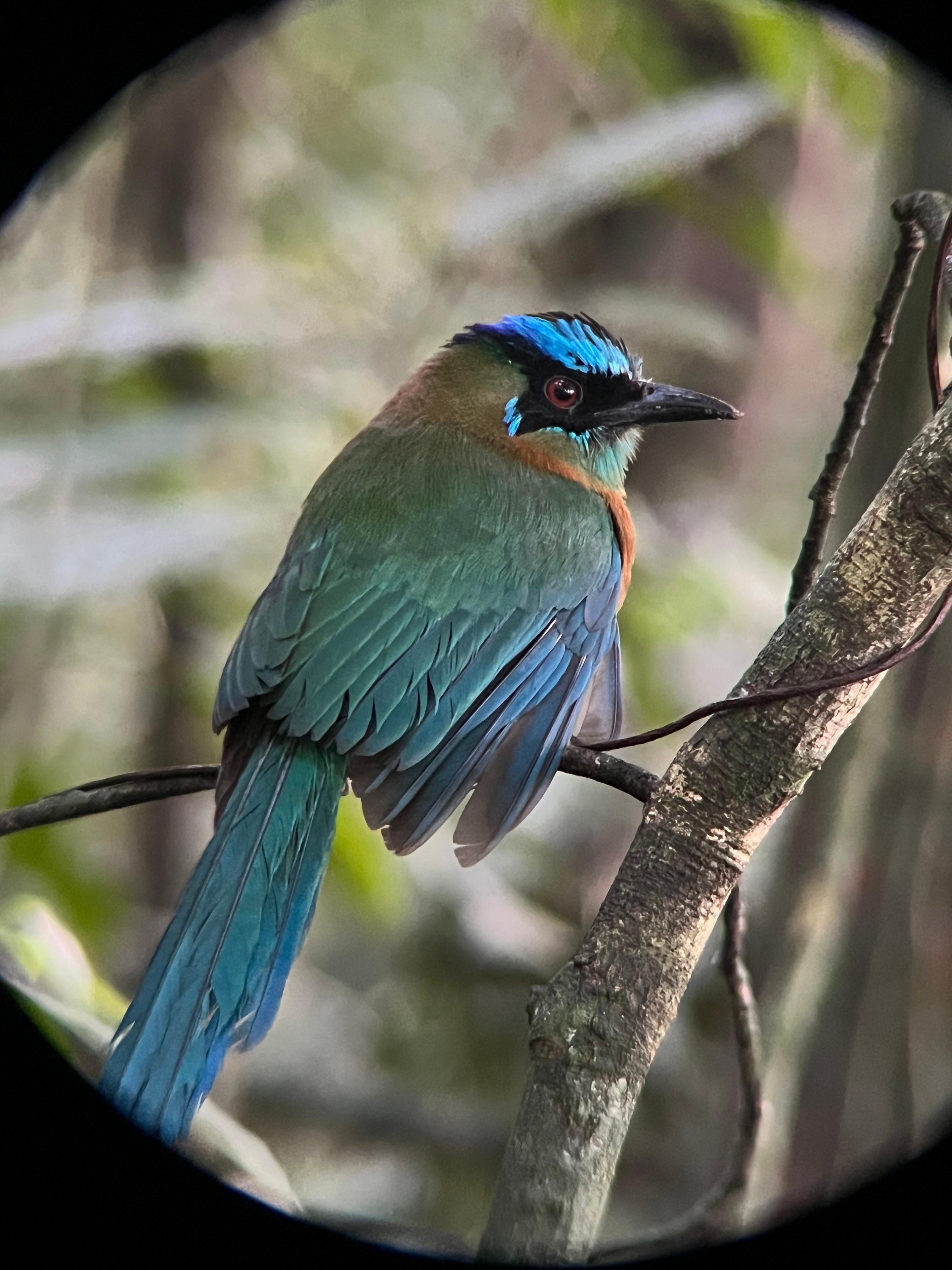 Monteverde Cloud Forest Small-Group Guided Hike