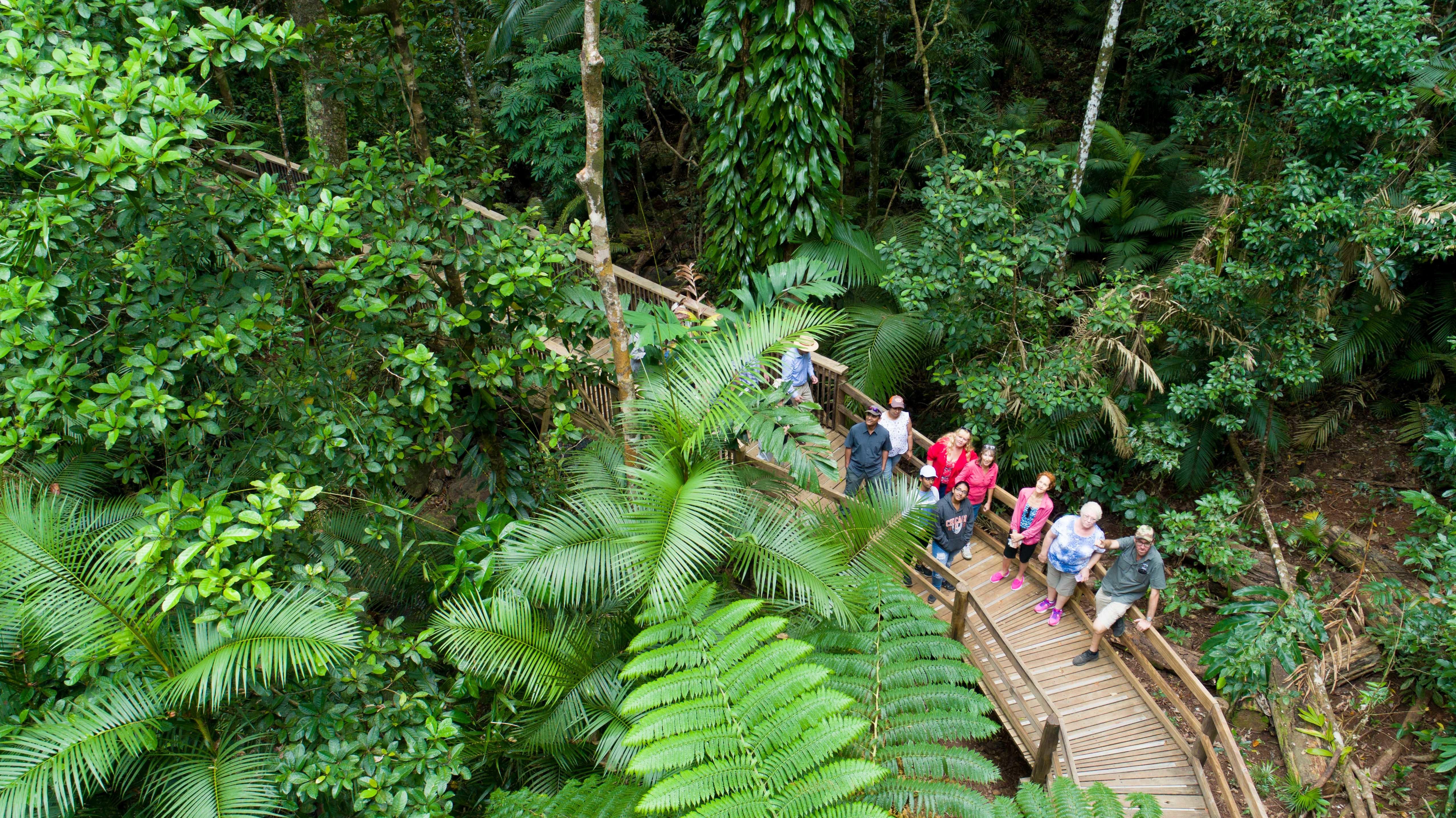 Daintree Rainforest & Cape Tribulation 4WD Day Tour from Cairns