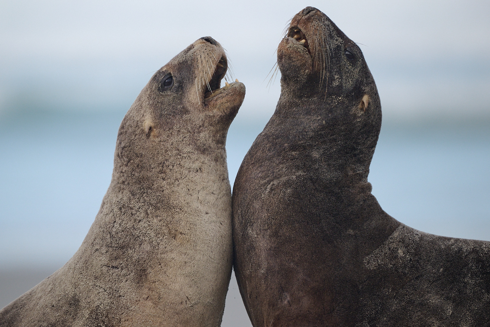Dunedin: Otago Peninsula Clearwater Wildlife Tour
