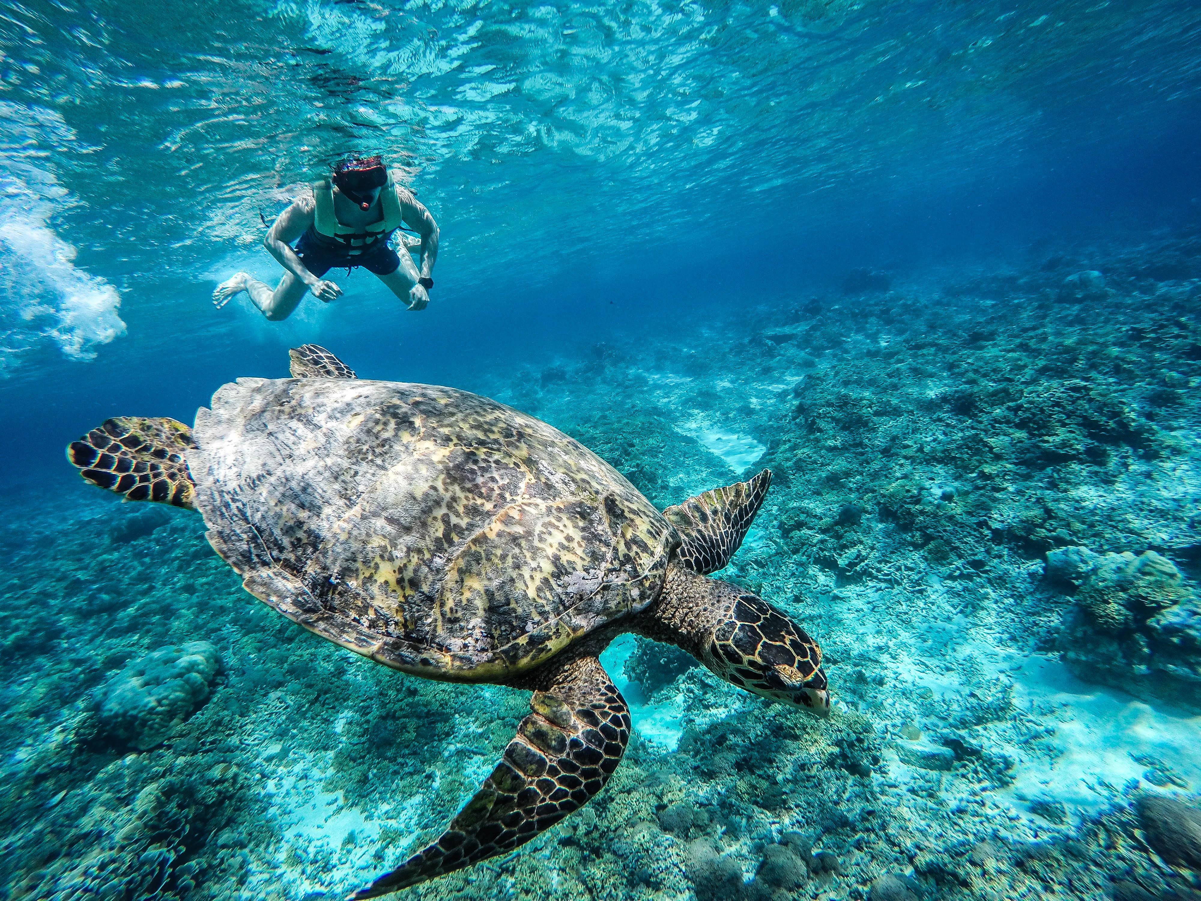 Three Gili Islands Snorkeling Day Trip from Lombok