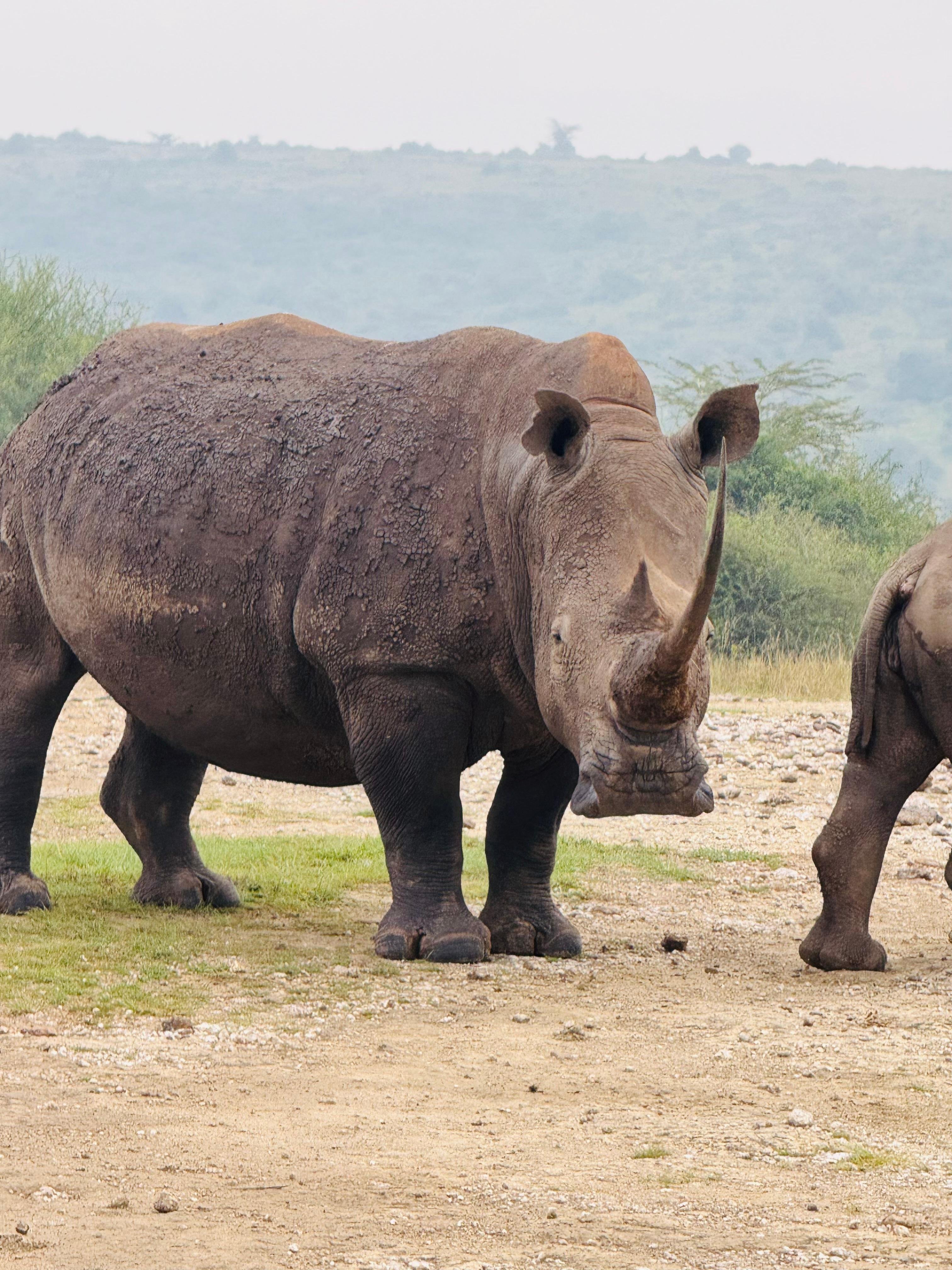3-Day Masai Mara Safari Adventure from Nairobi