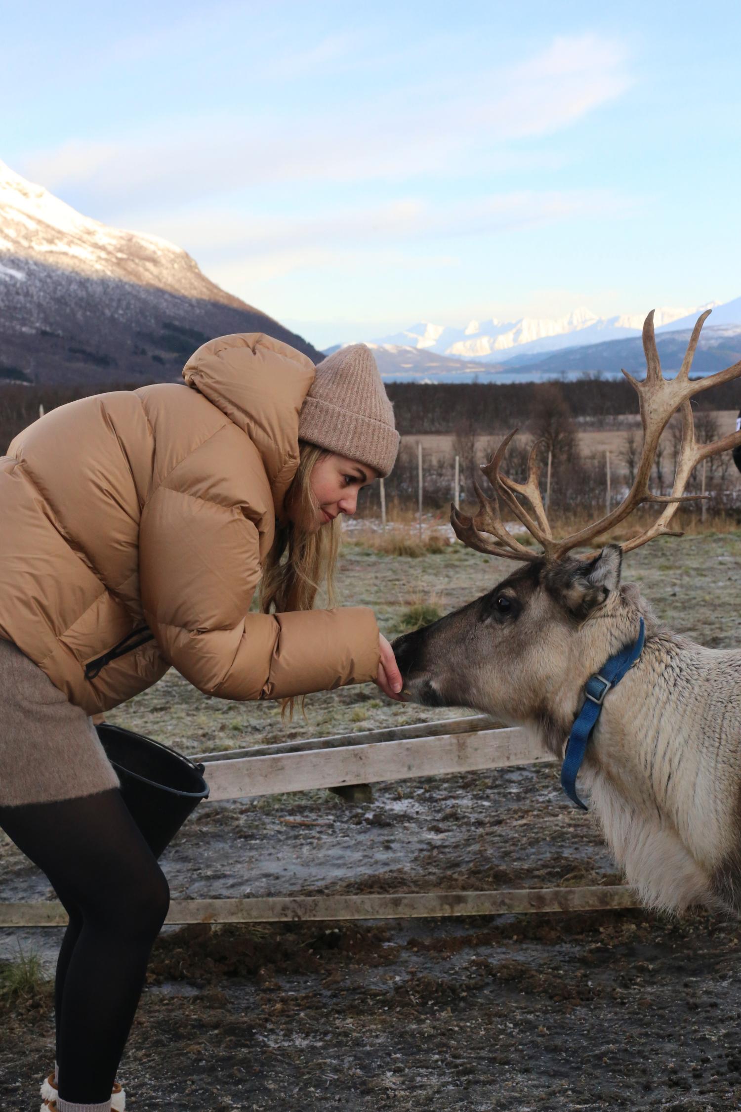 Arctic Reindeer Experience with Sami Traditions and Lunch
