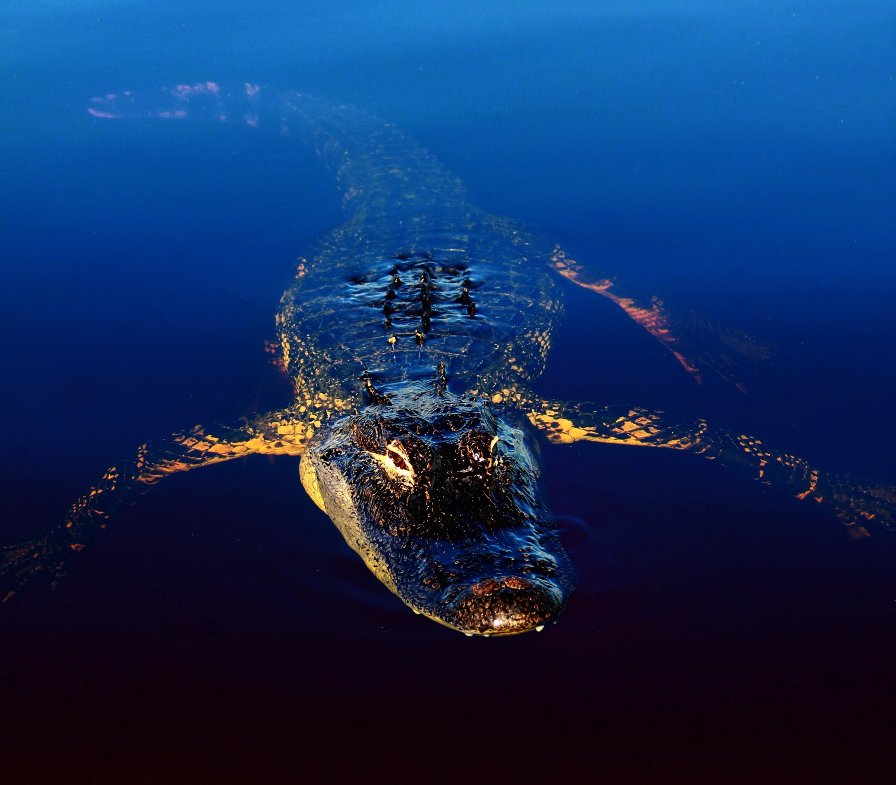 Private Everglades Airboat Tour & Reptile Experience