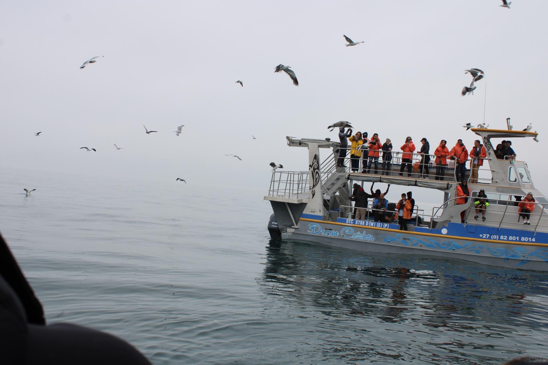 Private Shark Cage Diving Day Tour from Cape Town