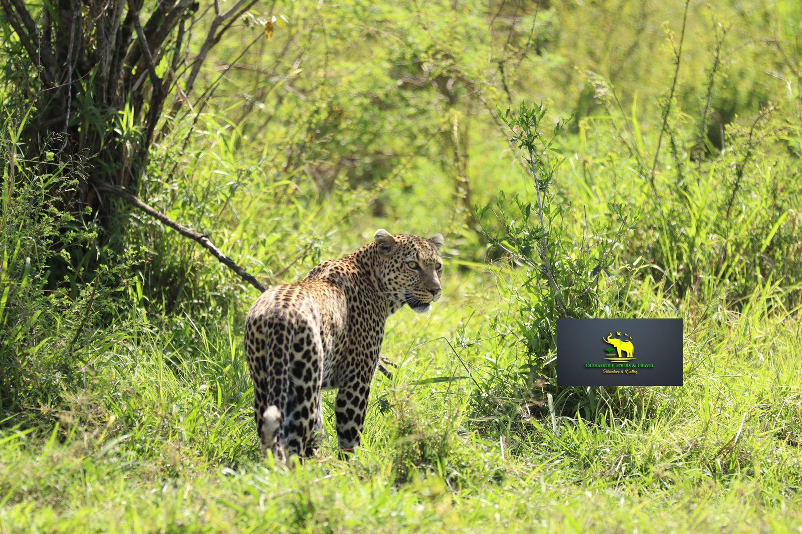3-Day Masai Mara Safari Adventure from Nairobi