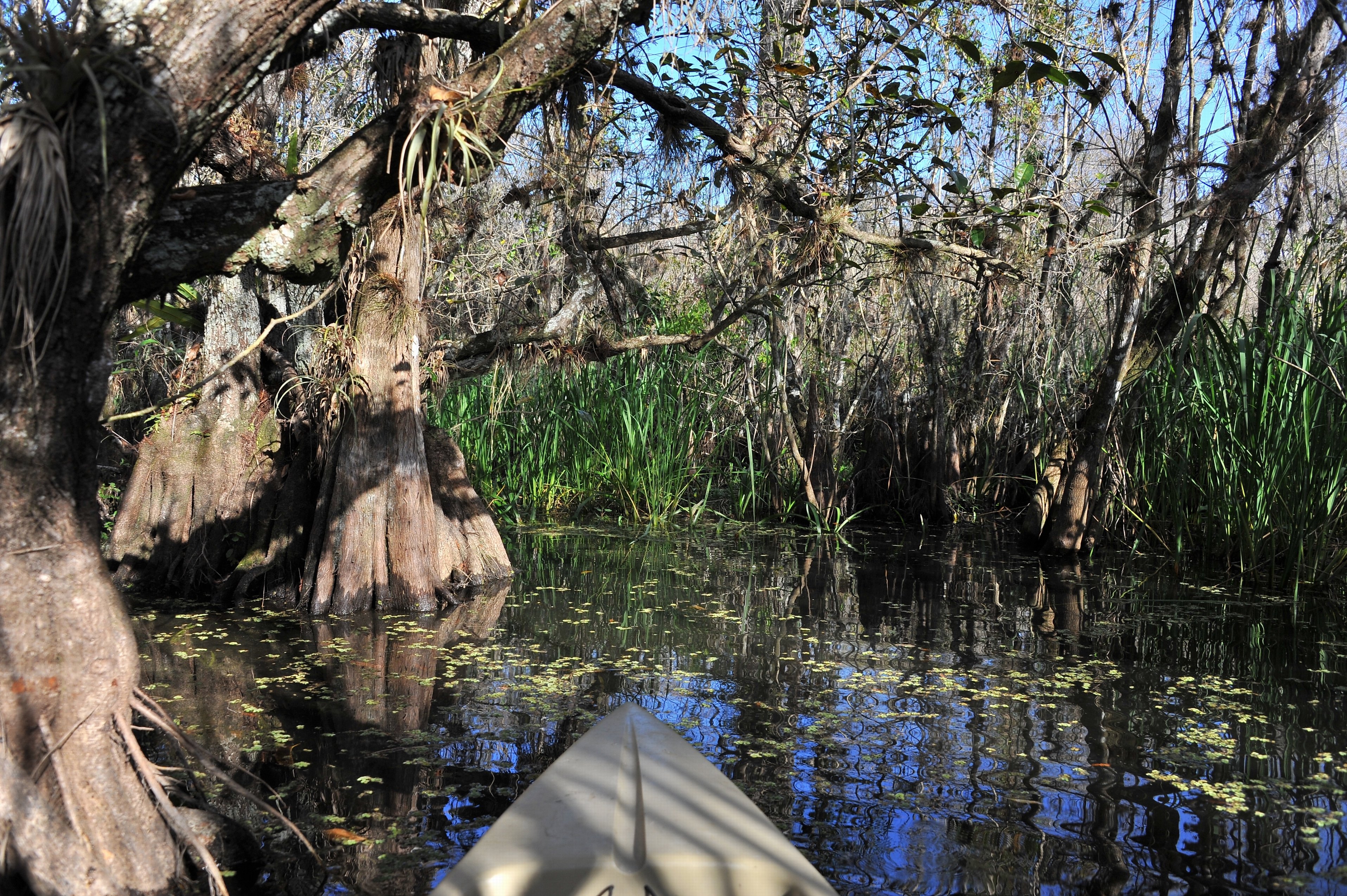 Everglades Mangrove Tunnel Kayaking Eco-Tour