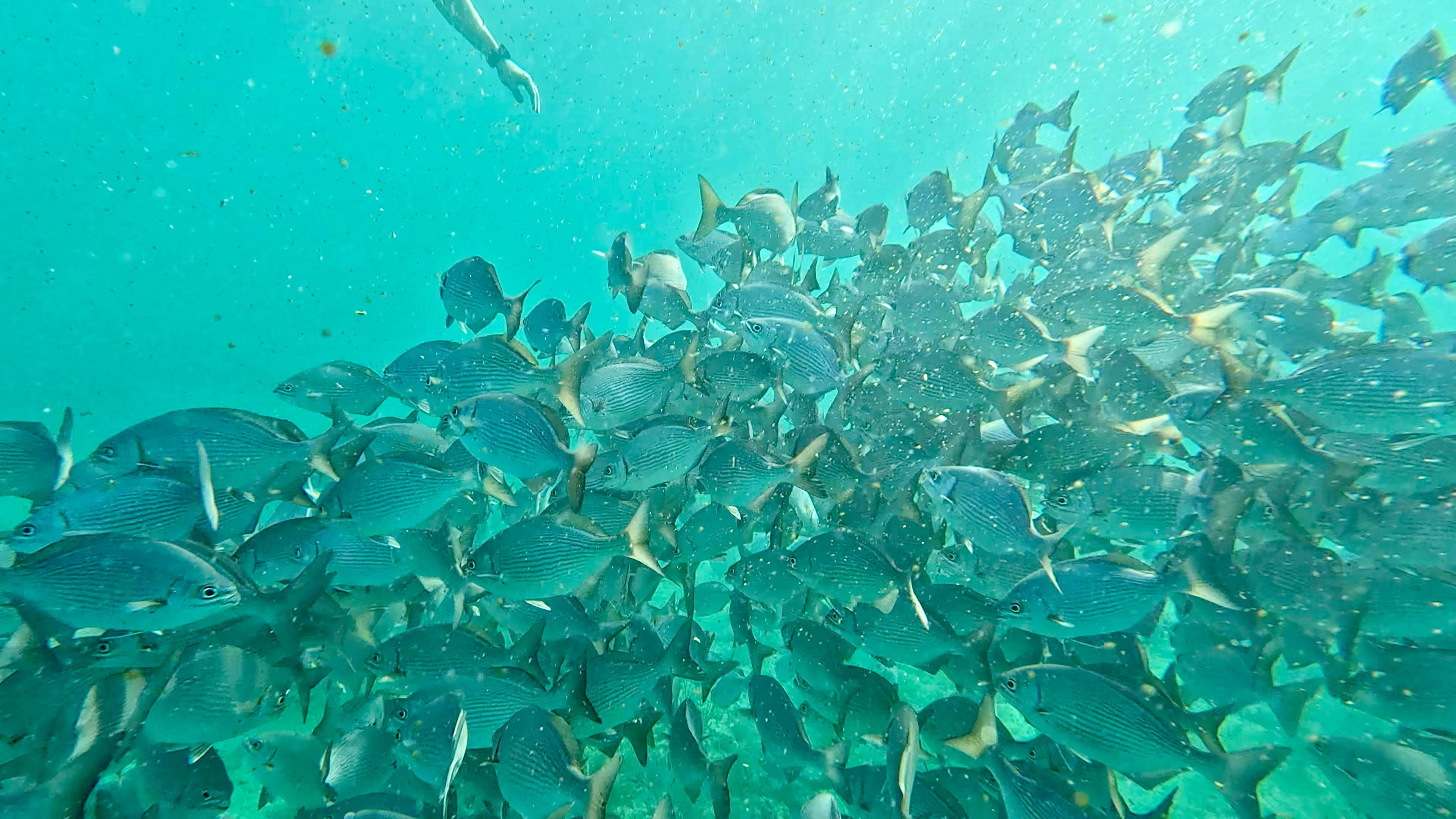 Fort Lauderdale Reef Snorkel & Mangrove Paddle Combo