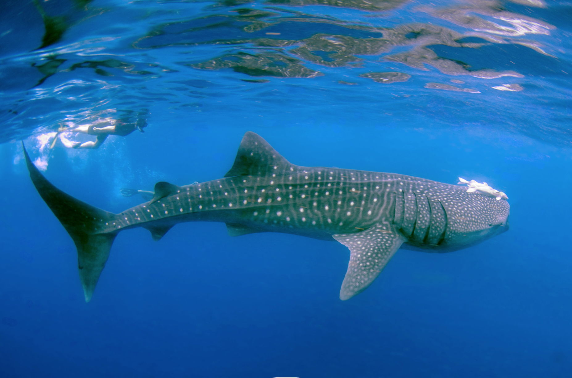 La Paz Whale Shark Snorkeling Adventure