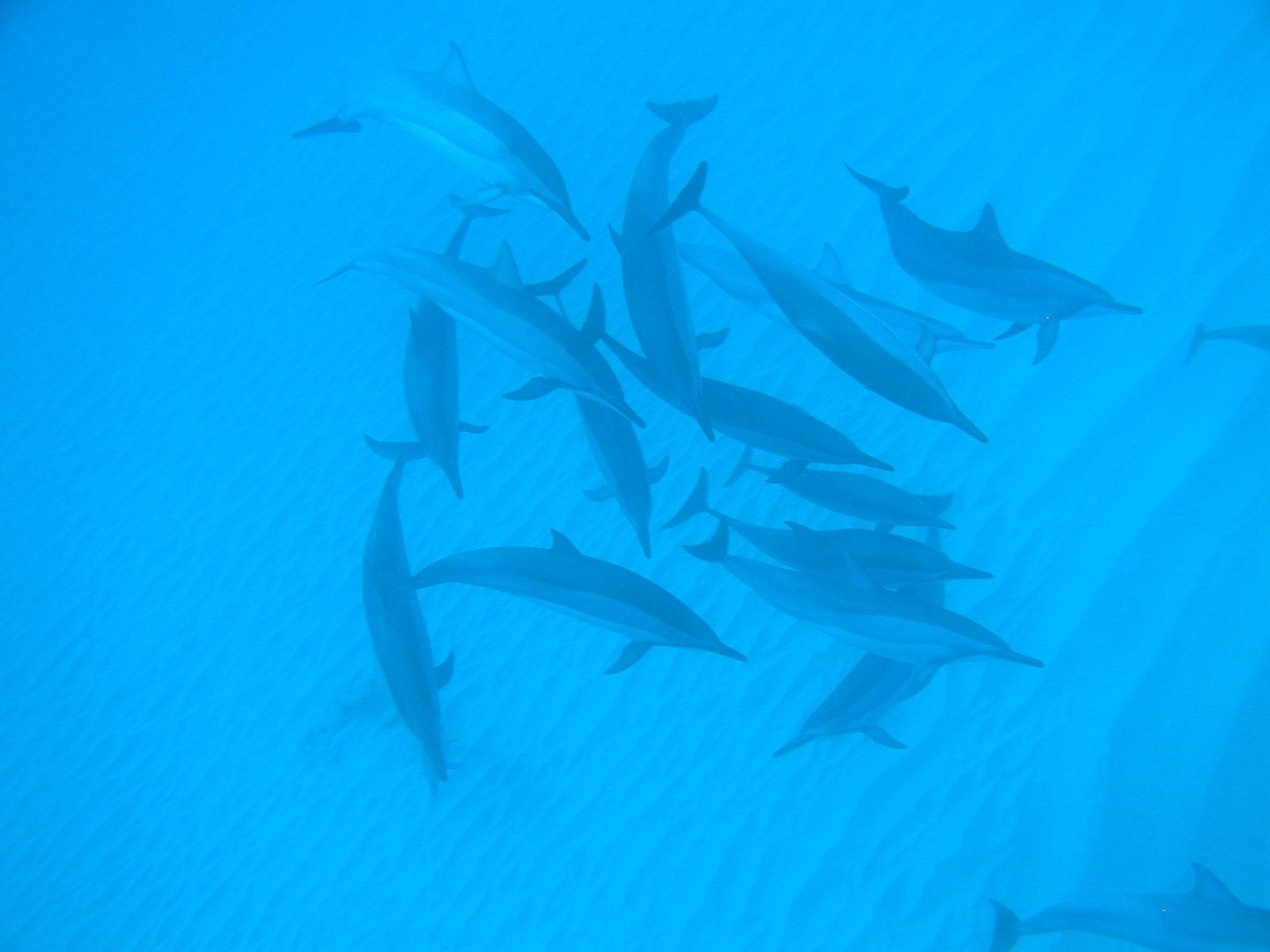 Black River Dolphin Encounter & Snorkel Adventure