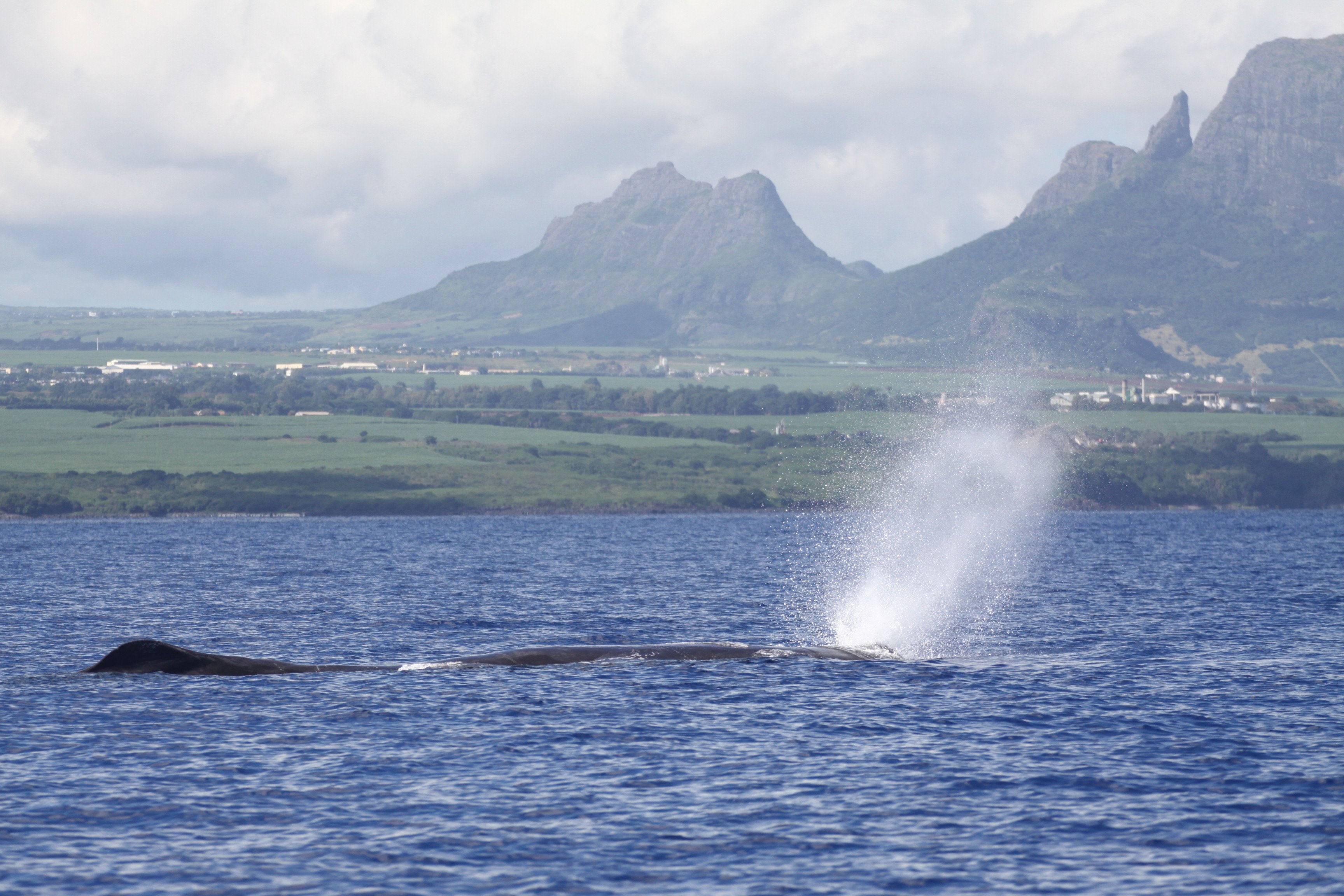 Dolphin Swimming & Whale Watching Speedboat Adventure