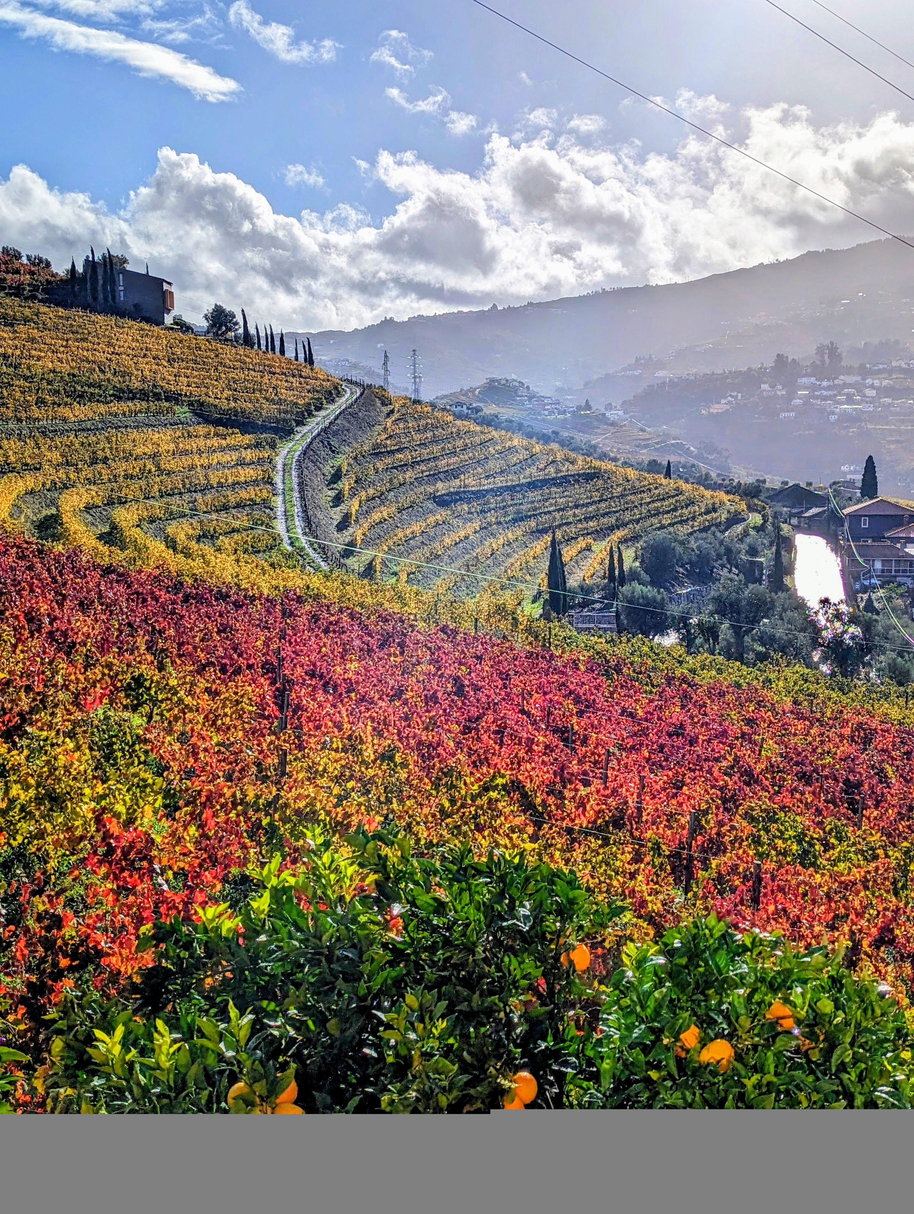 Porto: Douro Valley & Vinho Verde Day Tour with Tastings, Lunch & Boat Cruise