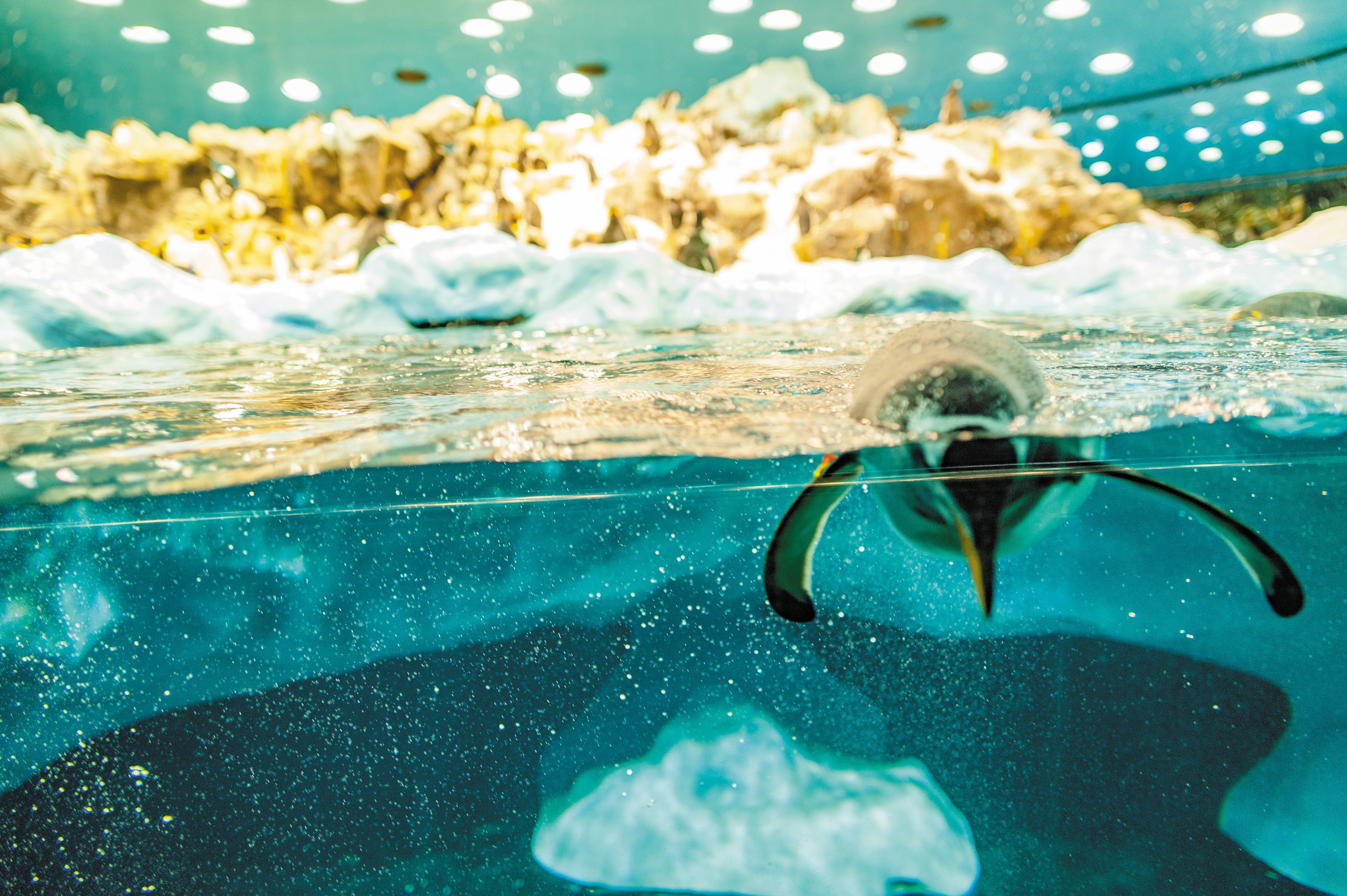 Loro Parque Expedition from South Tenerife with Transfers