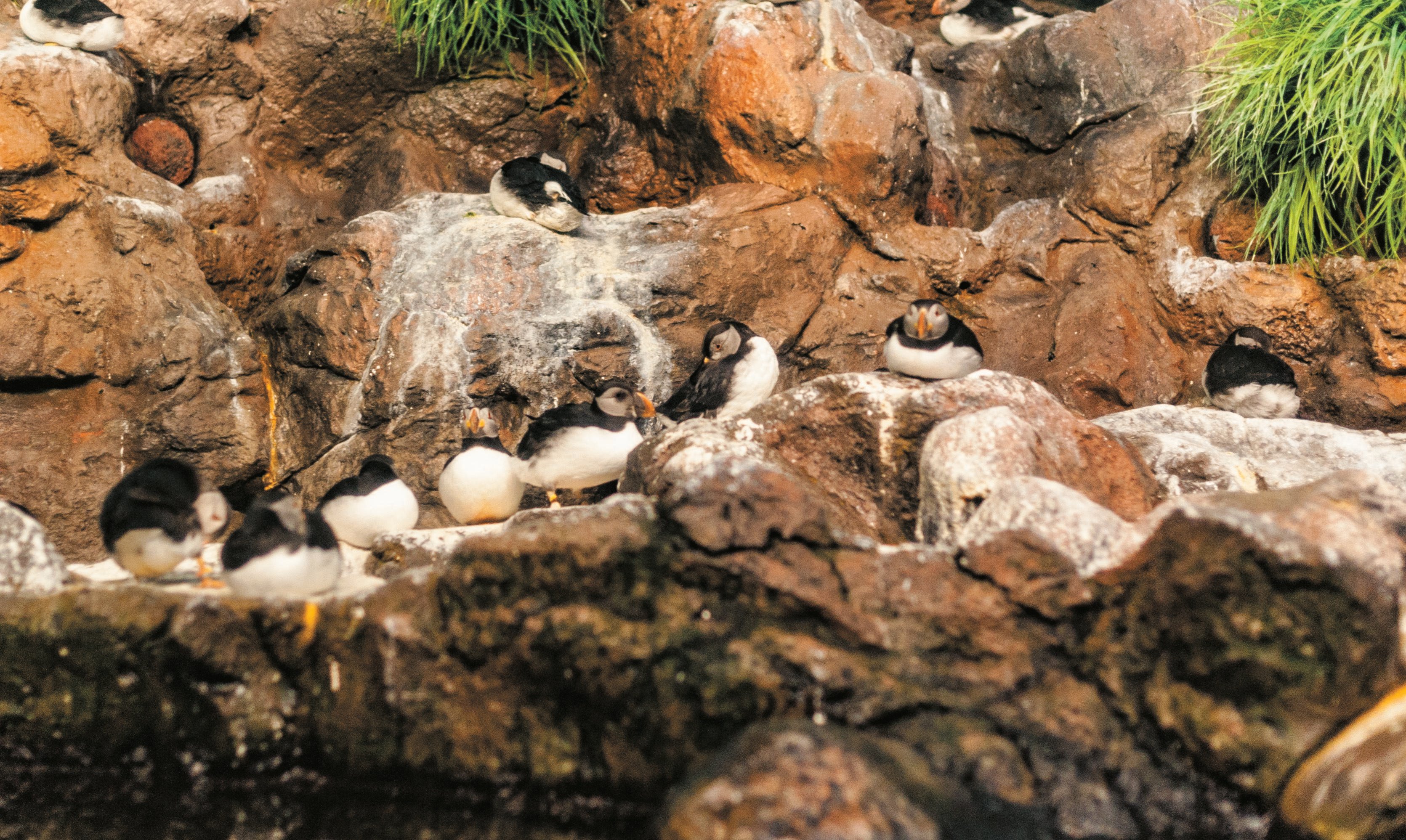 Loro Parque Expedition from South Tenerife with Transfers