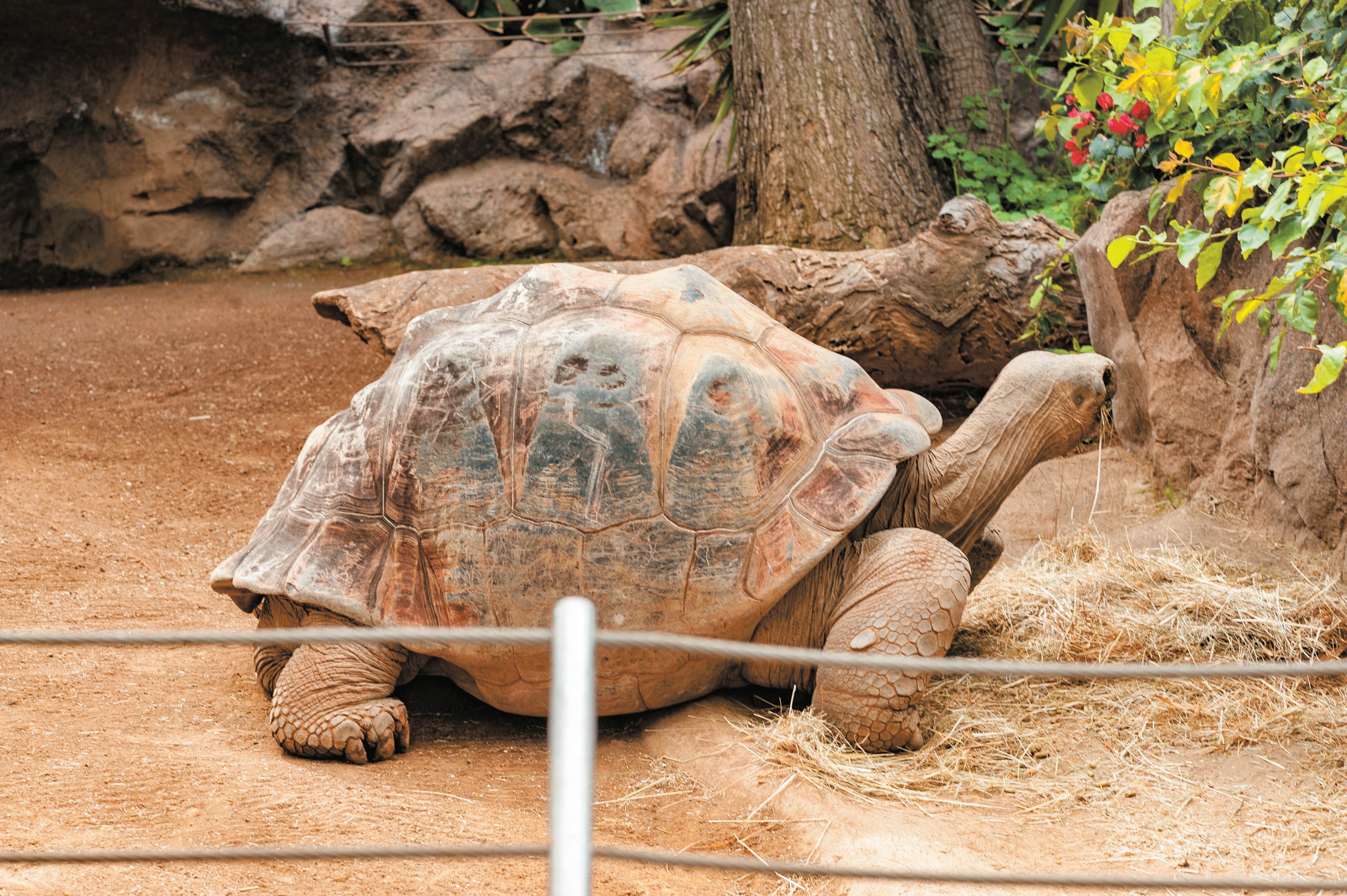 Loro Parque Expedition from South Tenerife with Transfers