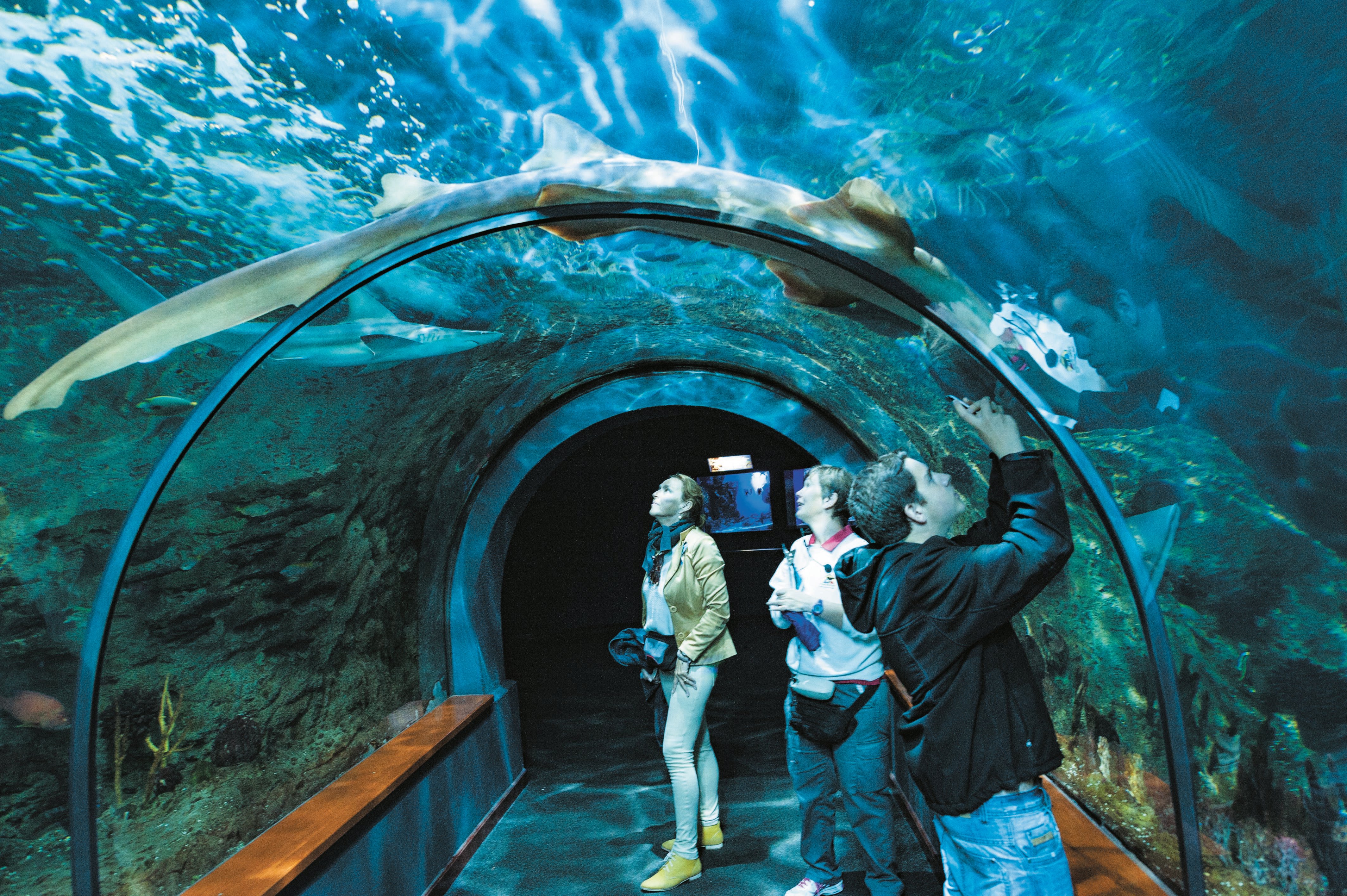 Loro Parque Expedition from South Tenerife with Transfers