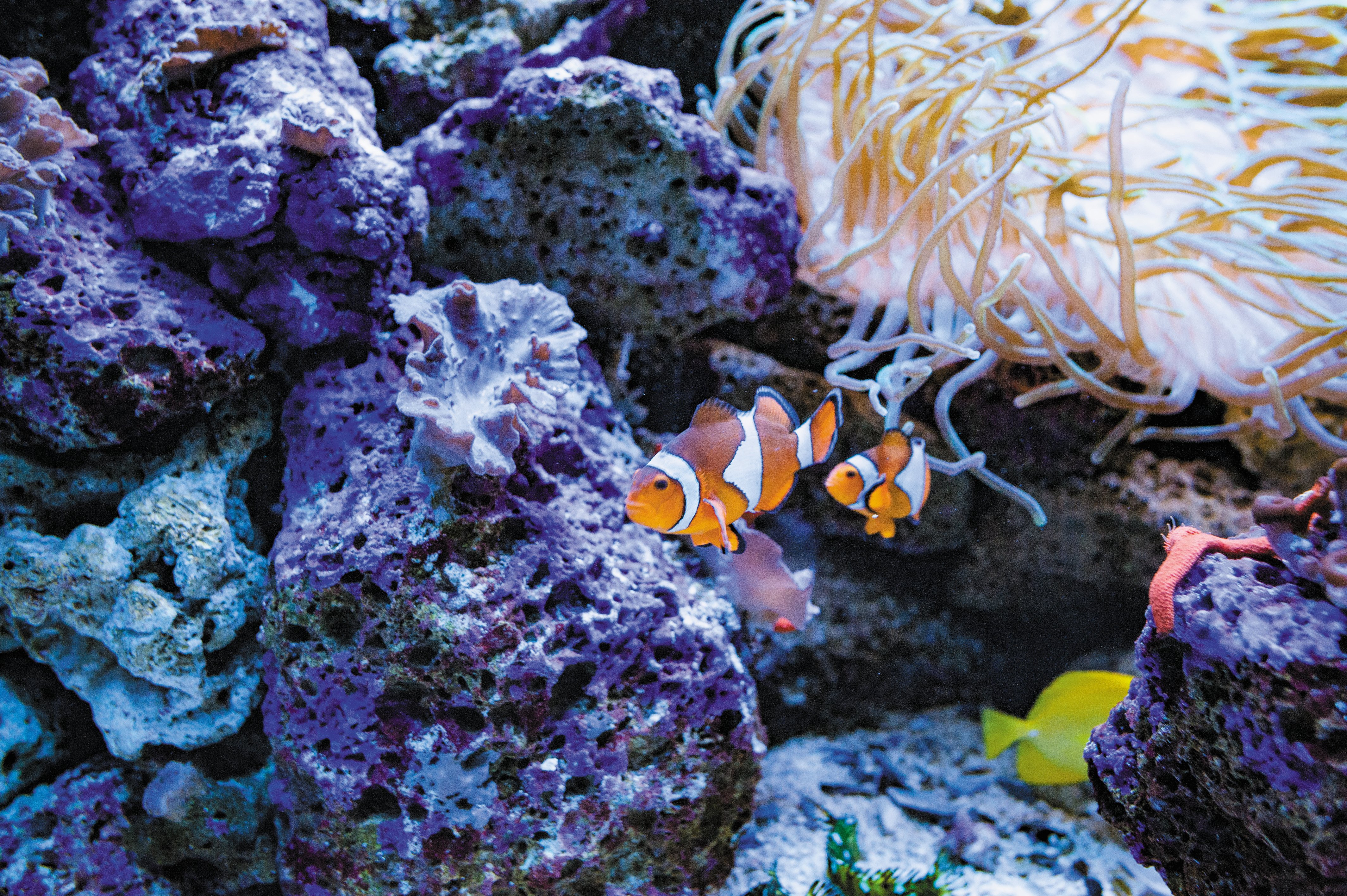 Loro Parque Expedition from South Tenerife with Transfers