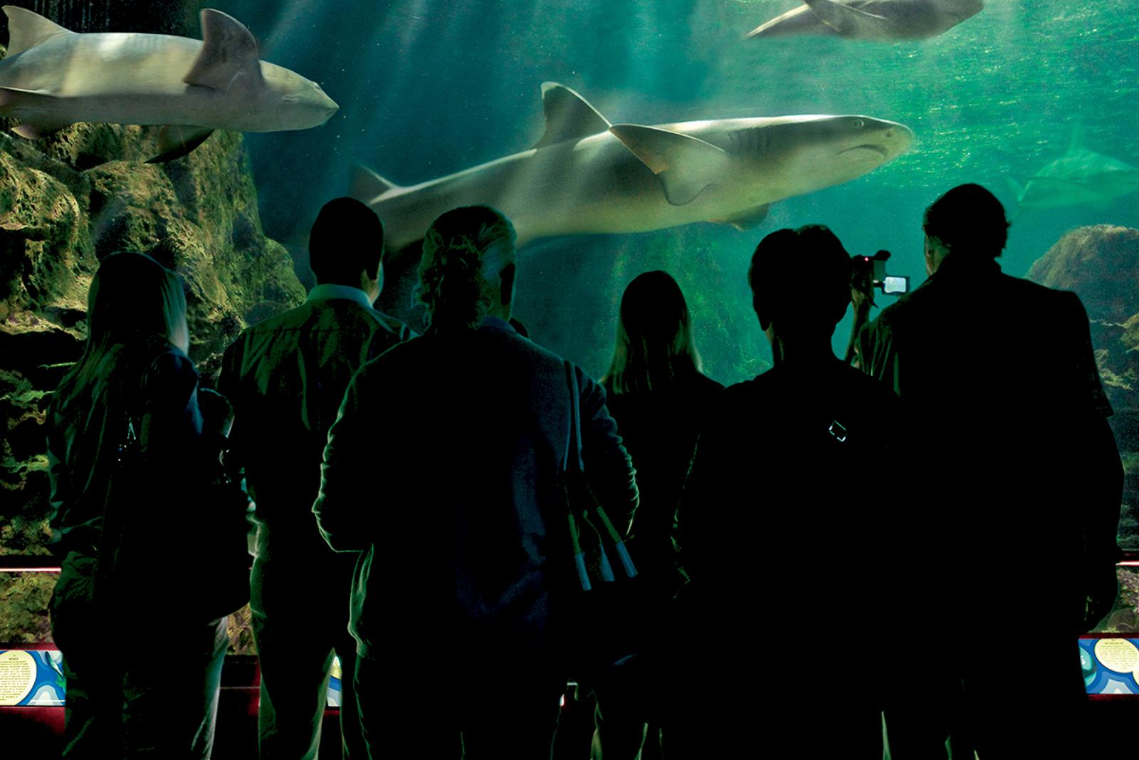 Tenerife Twin Park Pass: Loro Parque & Siam Park with Transfers