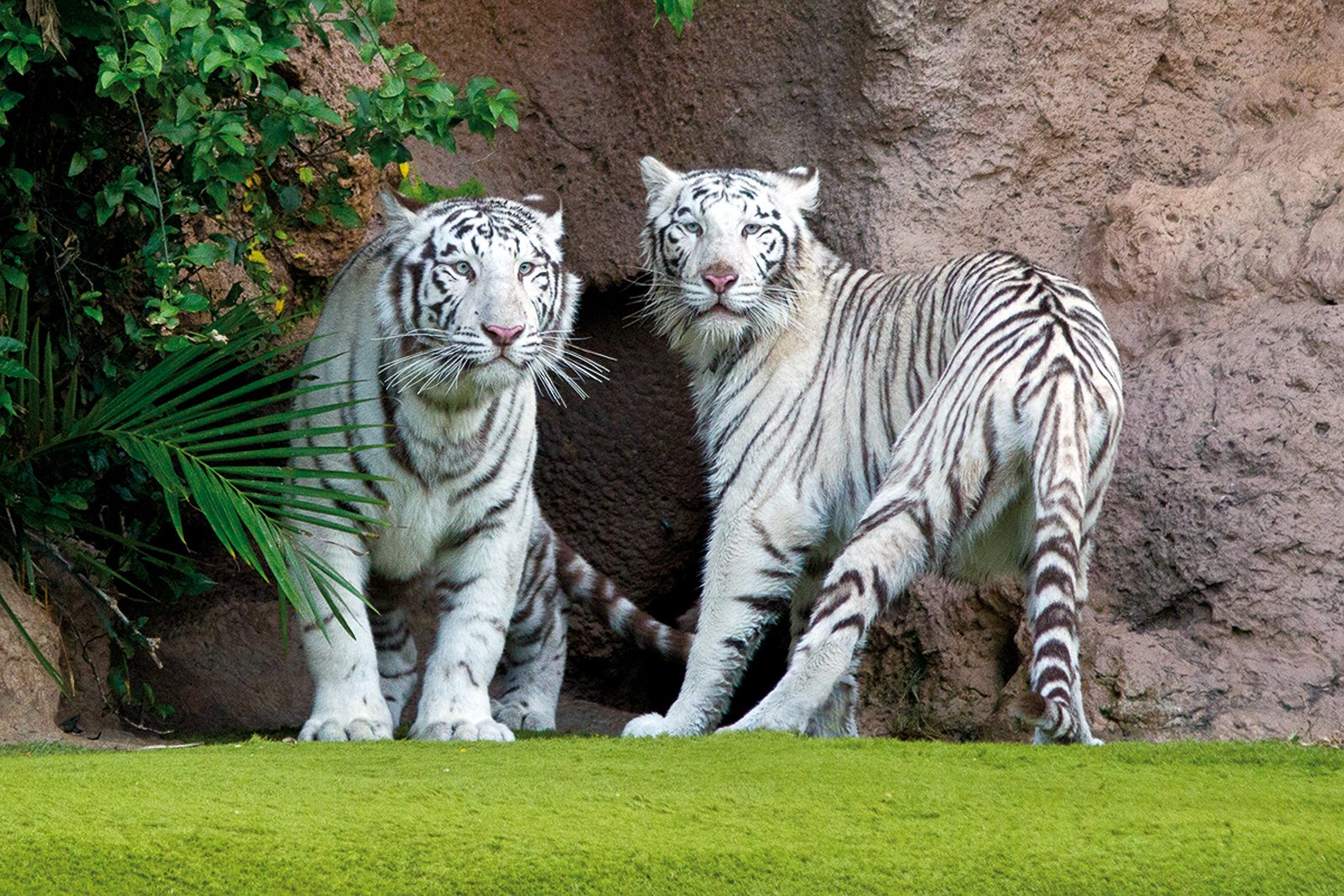 Tenerife Twin Park Pass: Loro Parque & Siam Park with Transfers