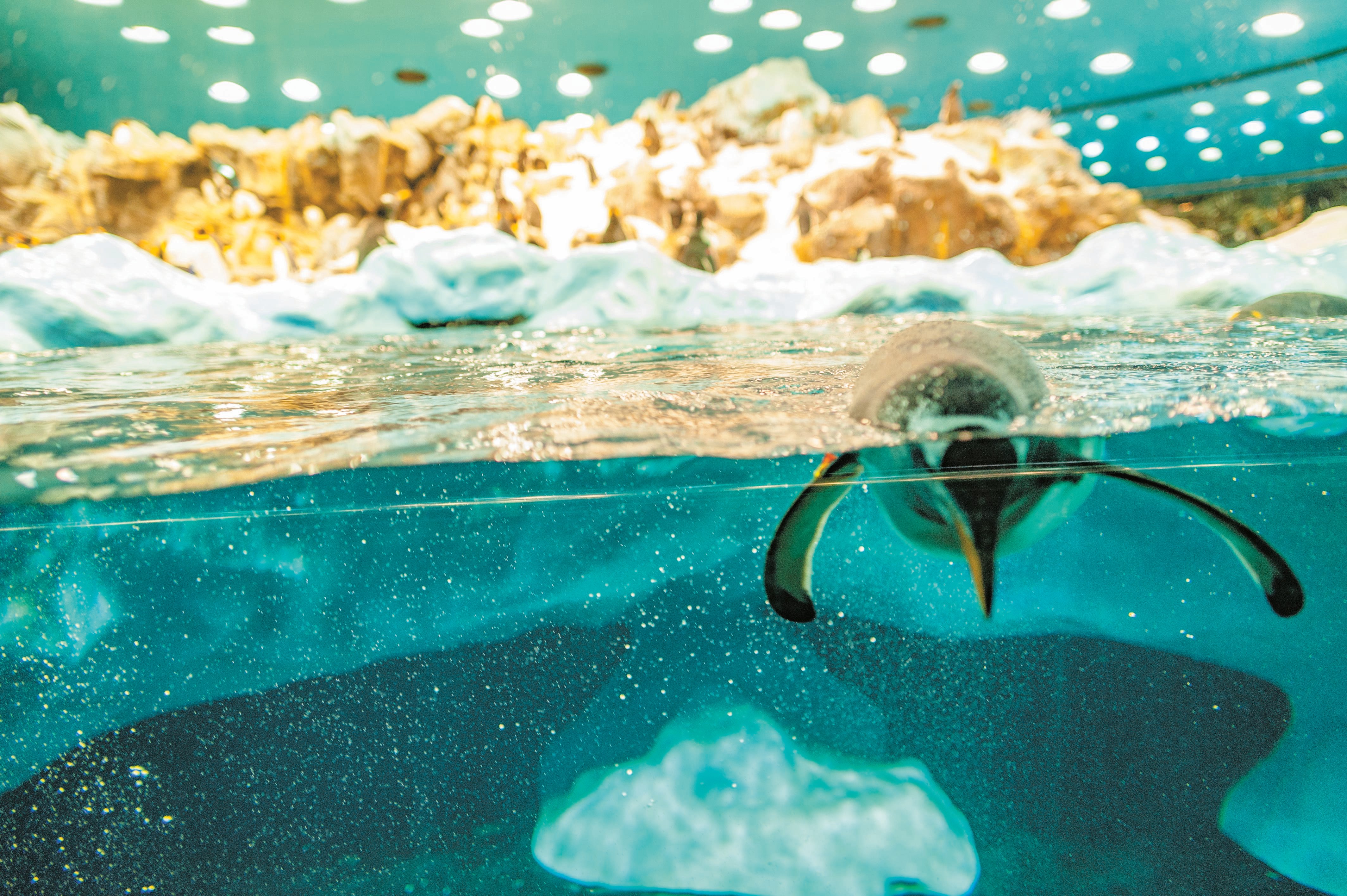 Tenerife Twin Park Pass: Loro Parque & Siam Park with Transfers