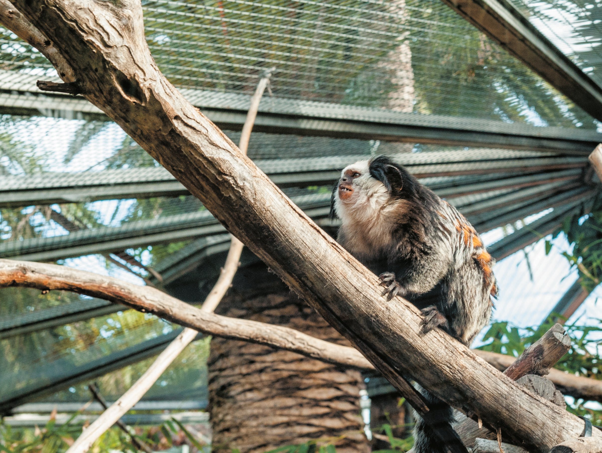 Tenerife Twin Park Pass: Loro Parque & Siam Park with Transfers