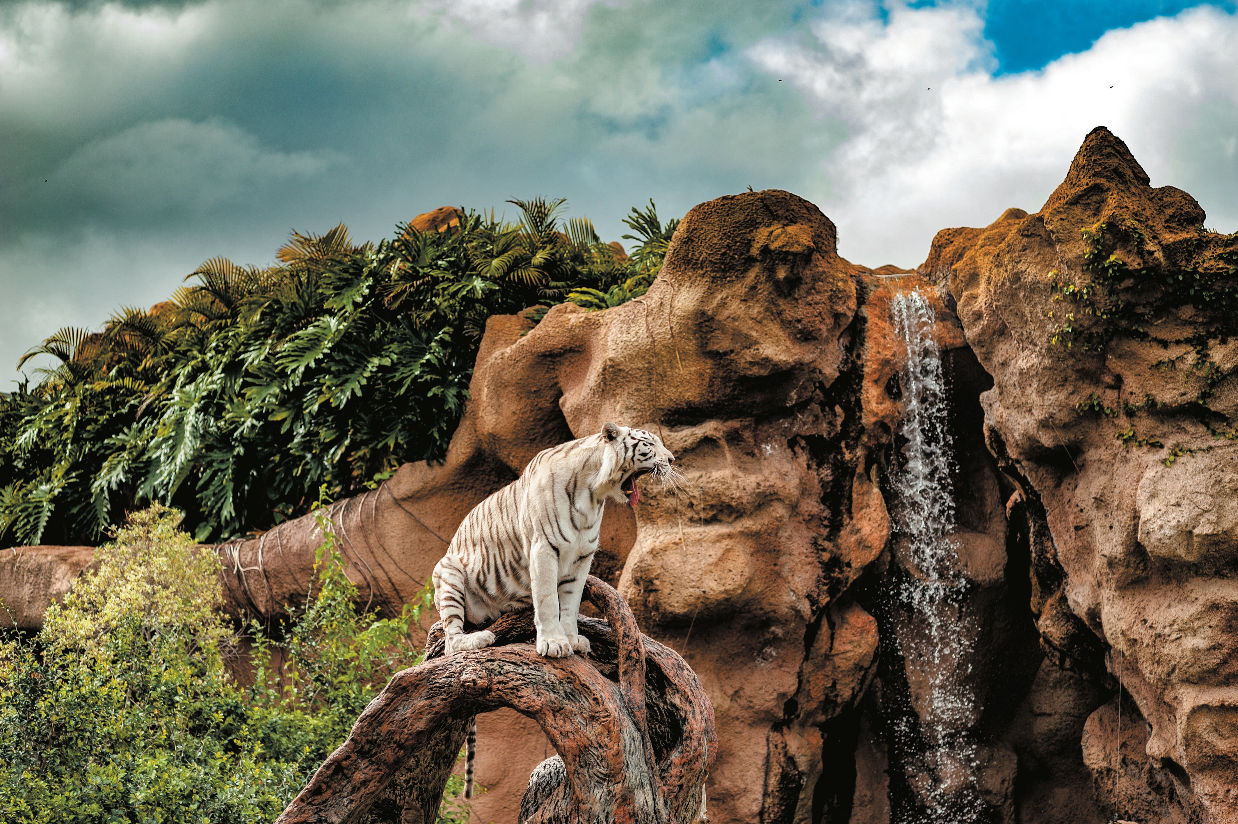 Tenerife Twin Park Pass: Loro Parque & Siam Park with Transfers
