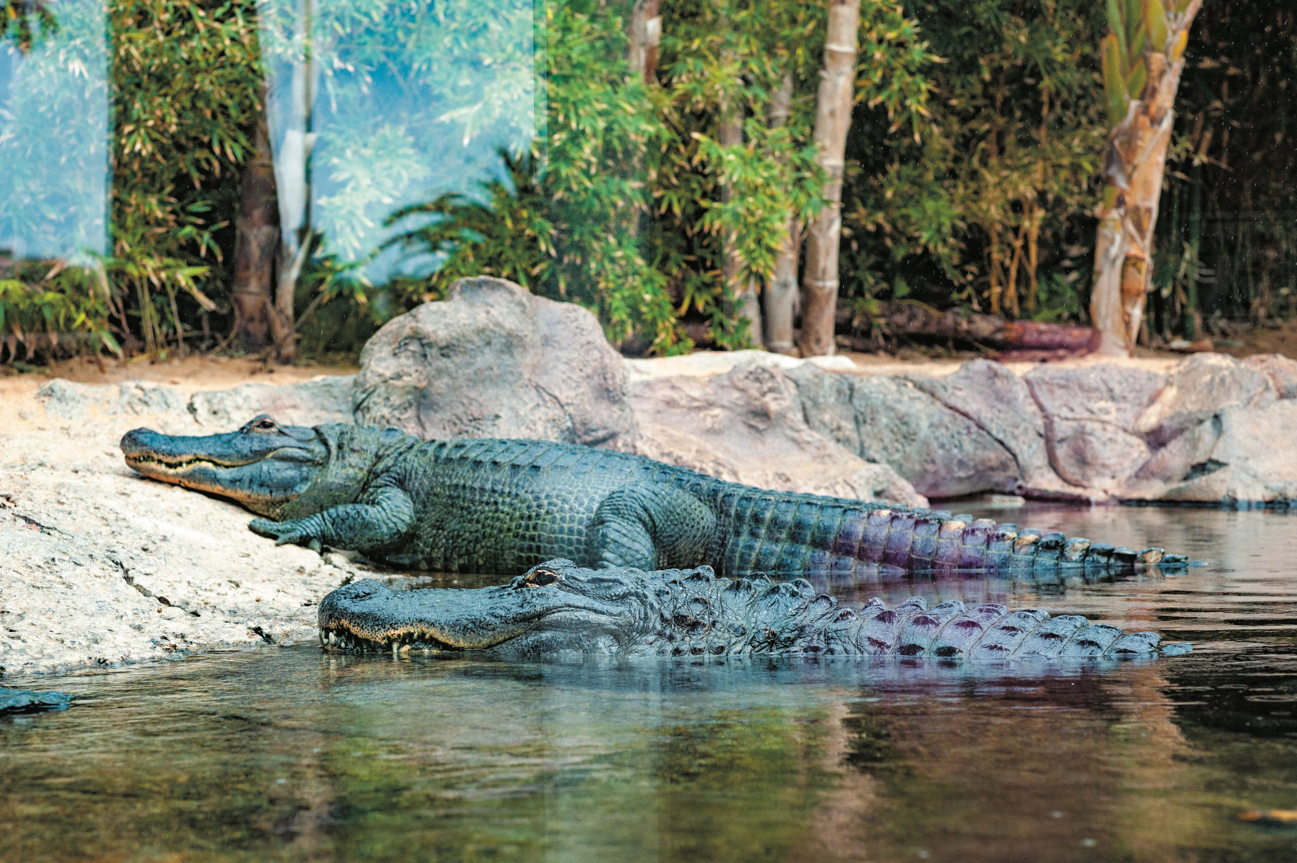 Tenerife Twin Park Pass: Loro Parque & Siam Park with Transfers