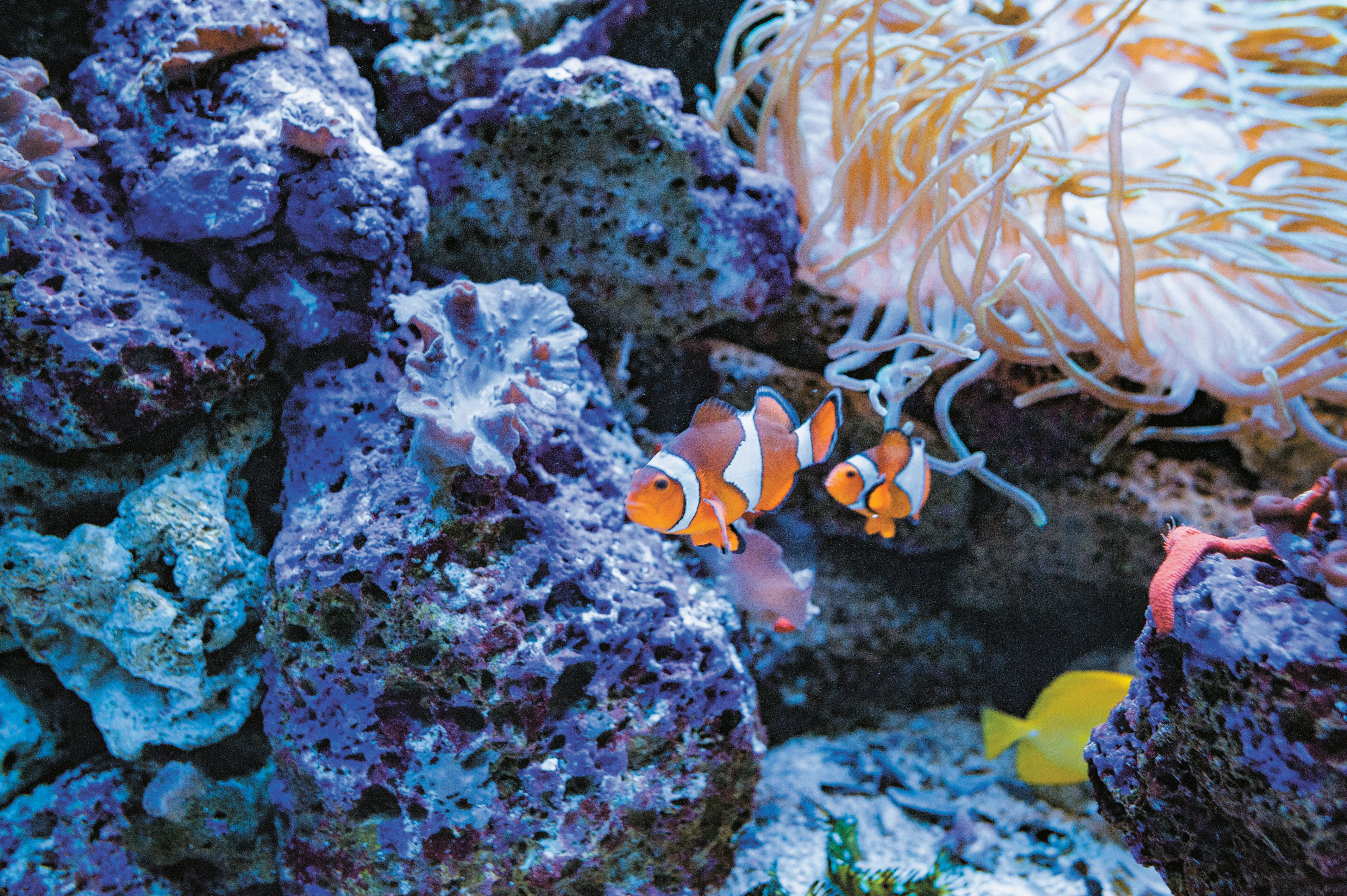 Tenerife Twin Park Pass: Loro Parque & Siam Park with Transfers