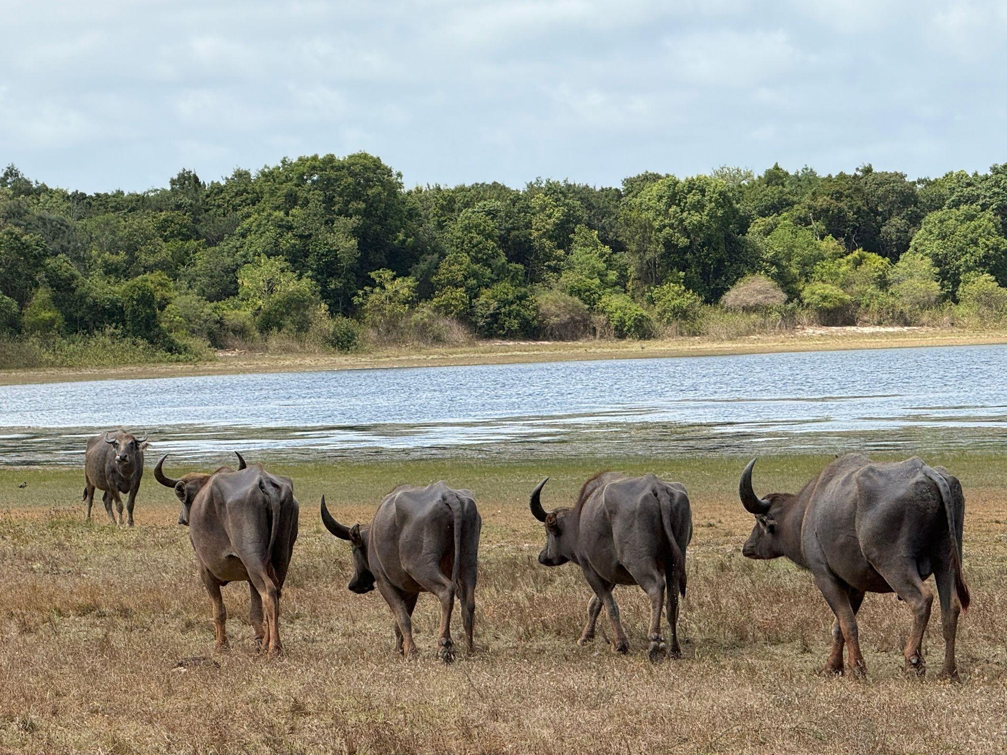 Full-Day Wilpattu National Park Safari from Anuradhapura