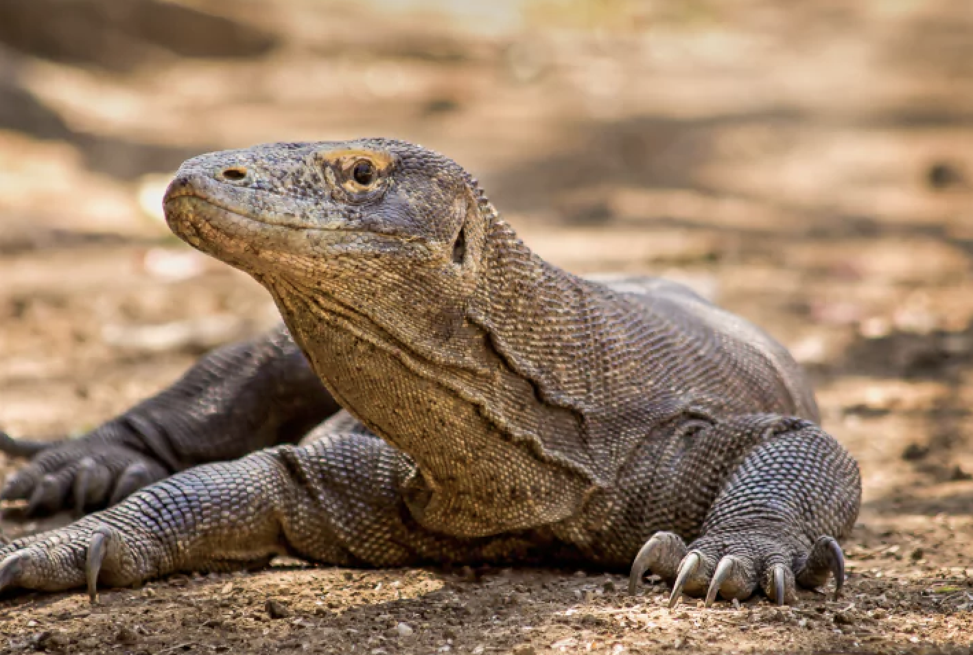 Labuan Bajo: 3-Day Komodo Island Phinisi Sailing Adventure