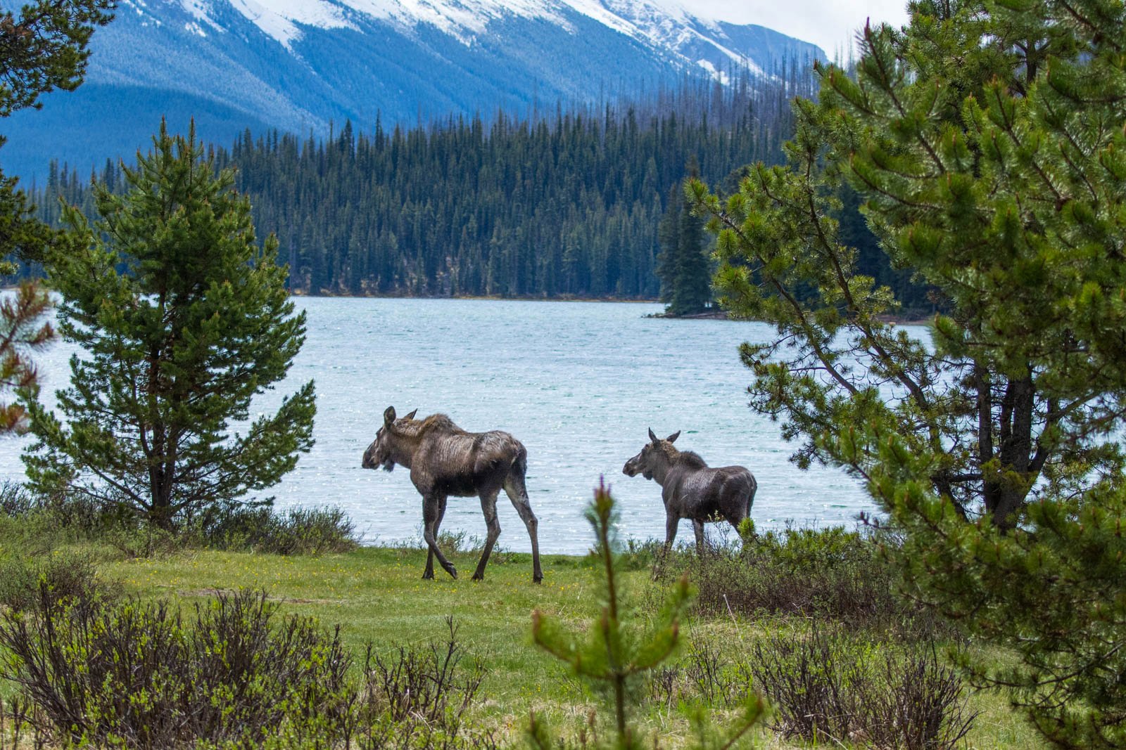 Jasper Wildlife & Maligne Valley Nature Expedition
