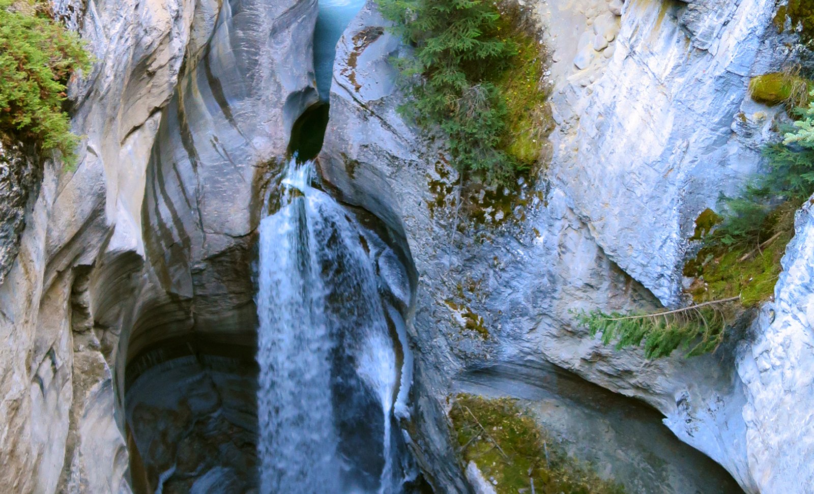 Jasper: Wildlife and Sightseeing Tour with Lakeshore Hike