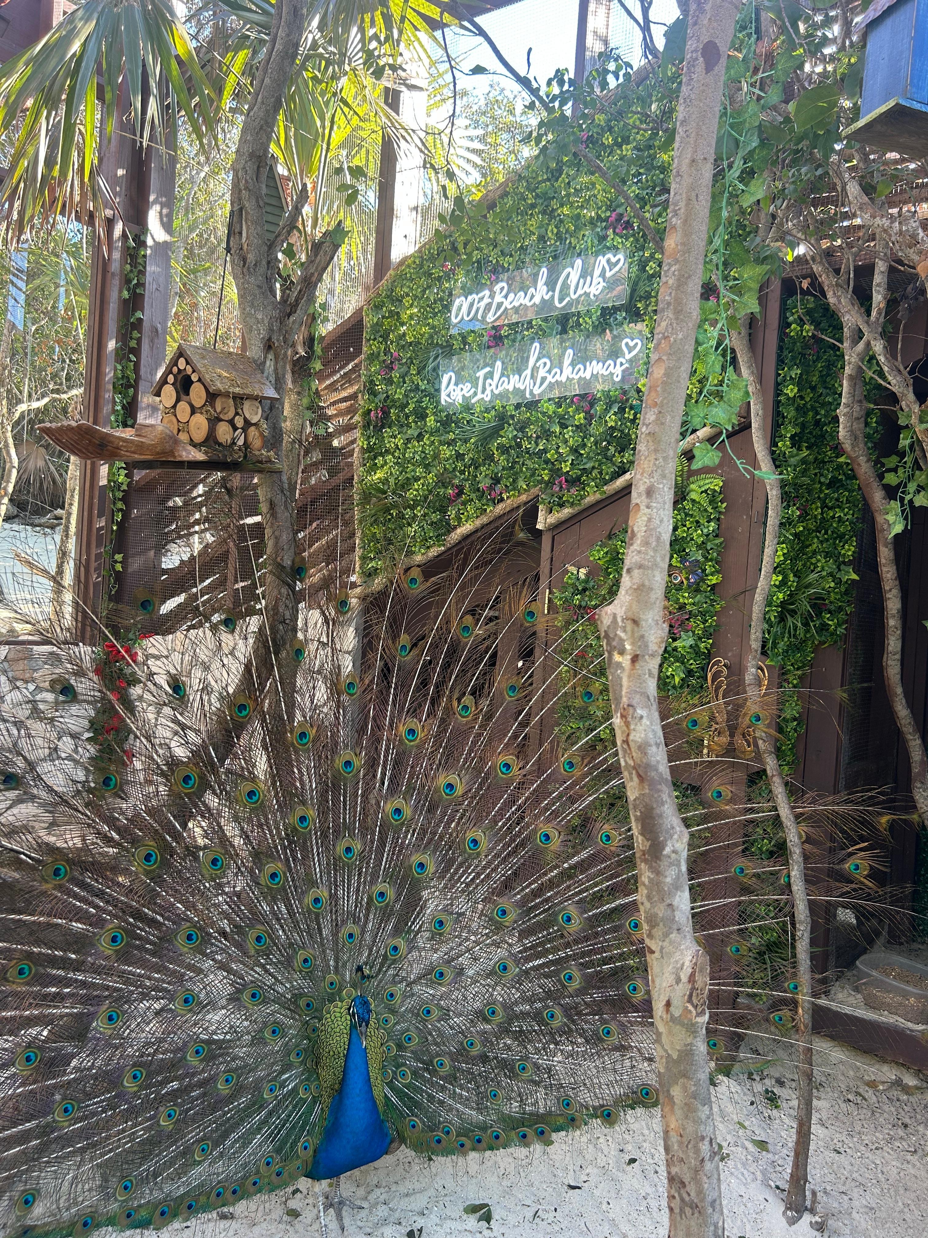 Nassau Powerboat Adventure: Snorkeling, Turtles & Private Beach Club