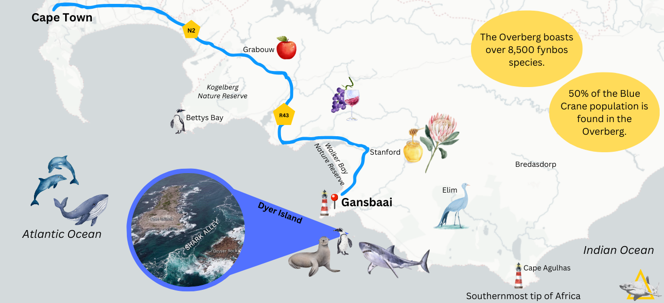 Shark Cage Diving from Cape Town or Hermanus – White Shark Projects
