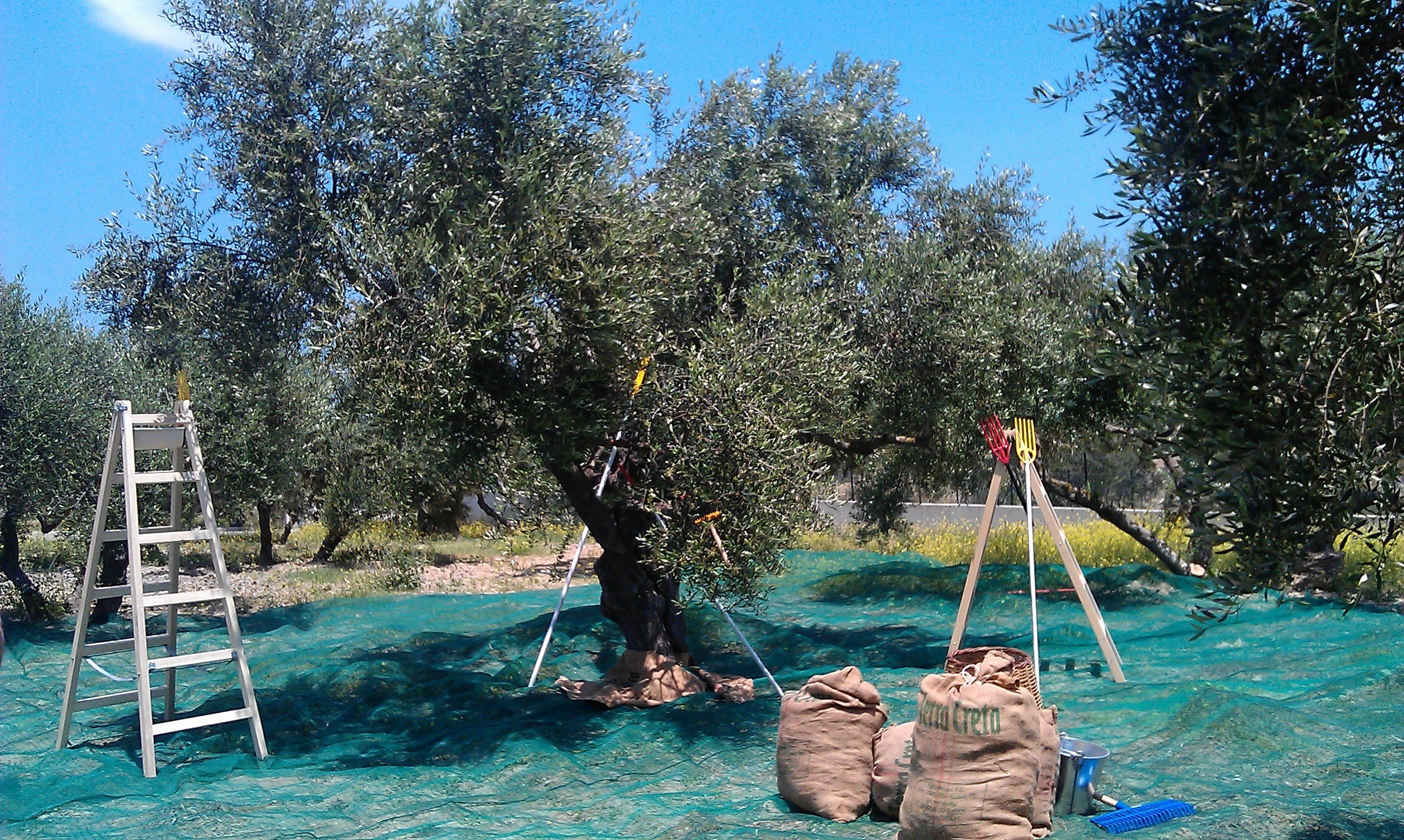 Terra Creta Olive Oil Mill Experience