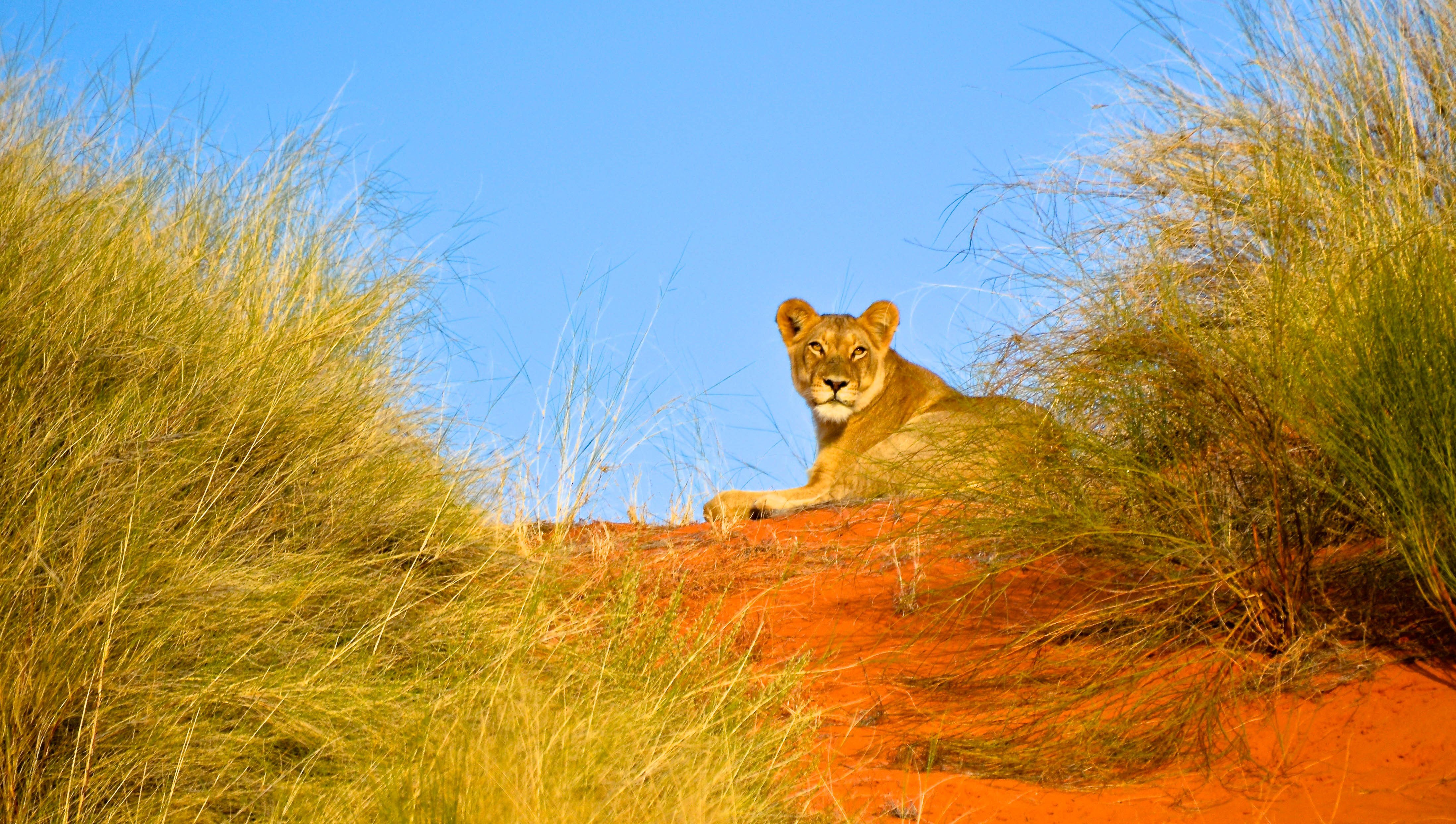 iSimangaliso Wetlands & Hluhluwe-Imfolozi Big 5 Safari
