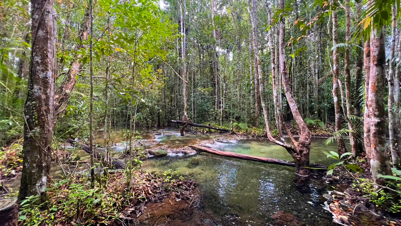 Krabi Jungle Day Tour: Emerald Pool, Hot Springs & Tiger Cave Temple