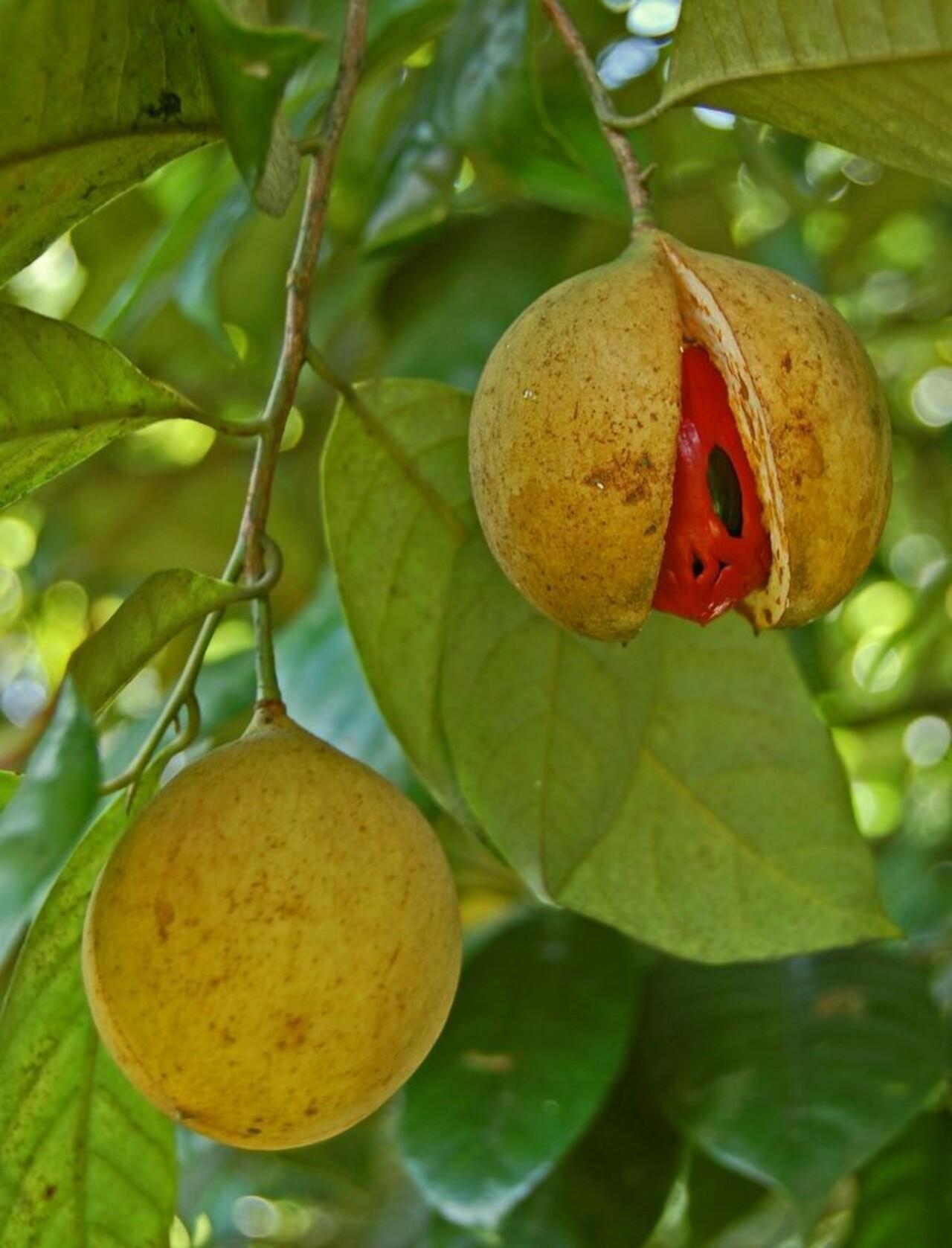 Zanzibar Private Spice Farm Tour with Local Guide