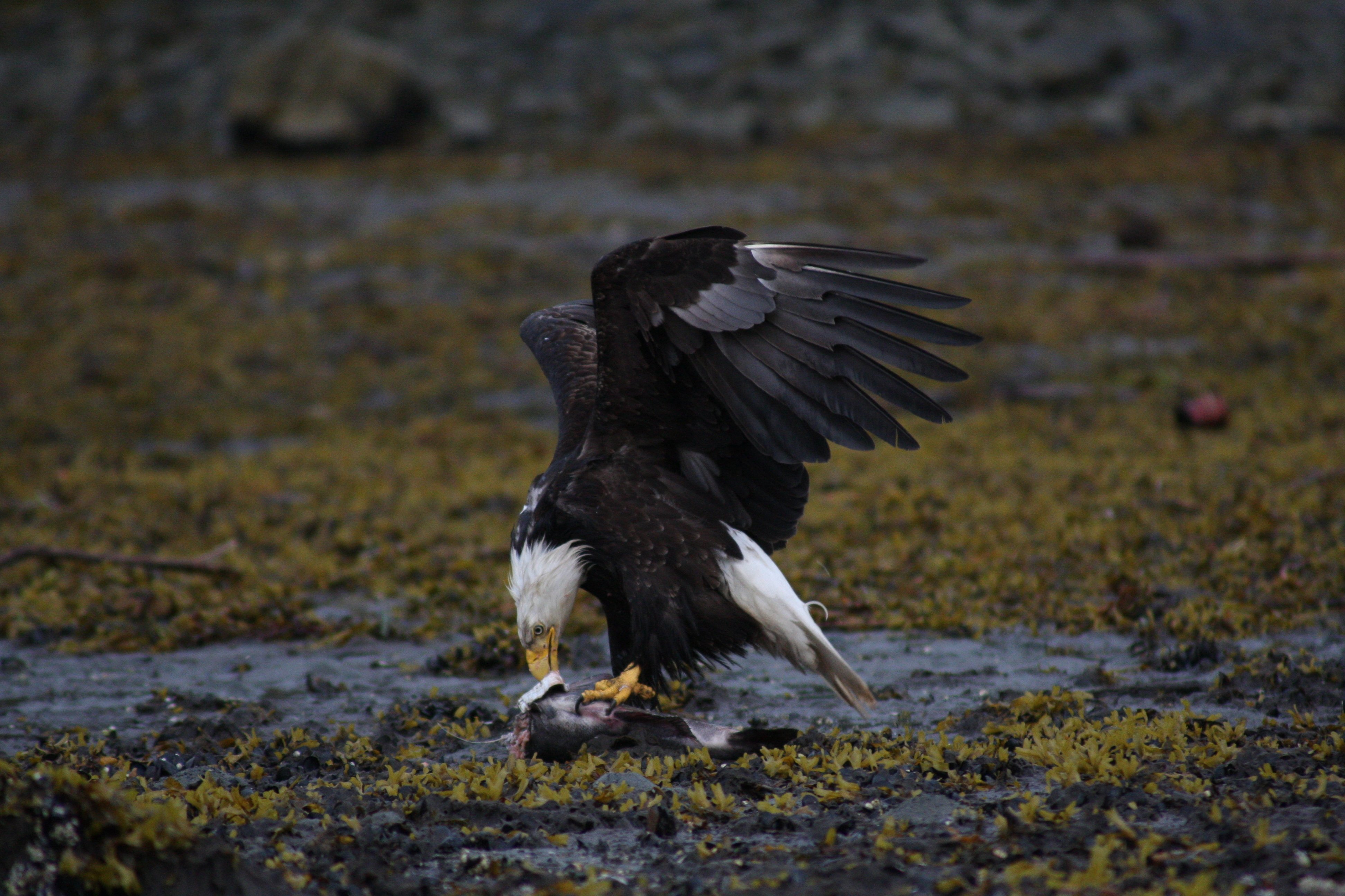 Ketchikan: Totem Pole, Wildlife & City Trolley Tour