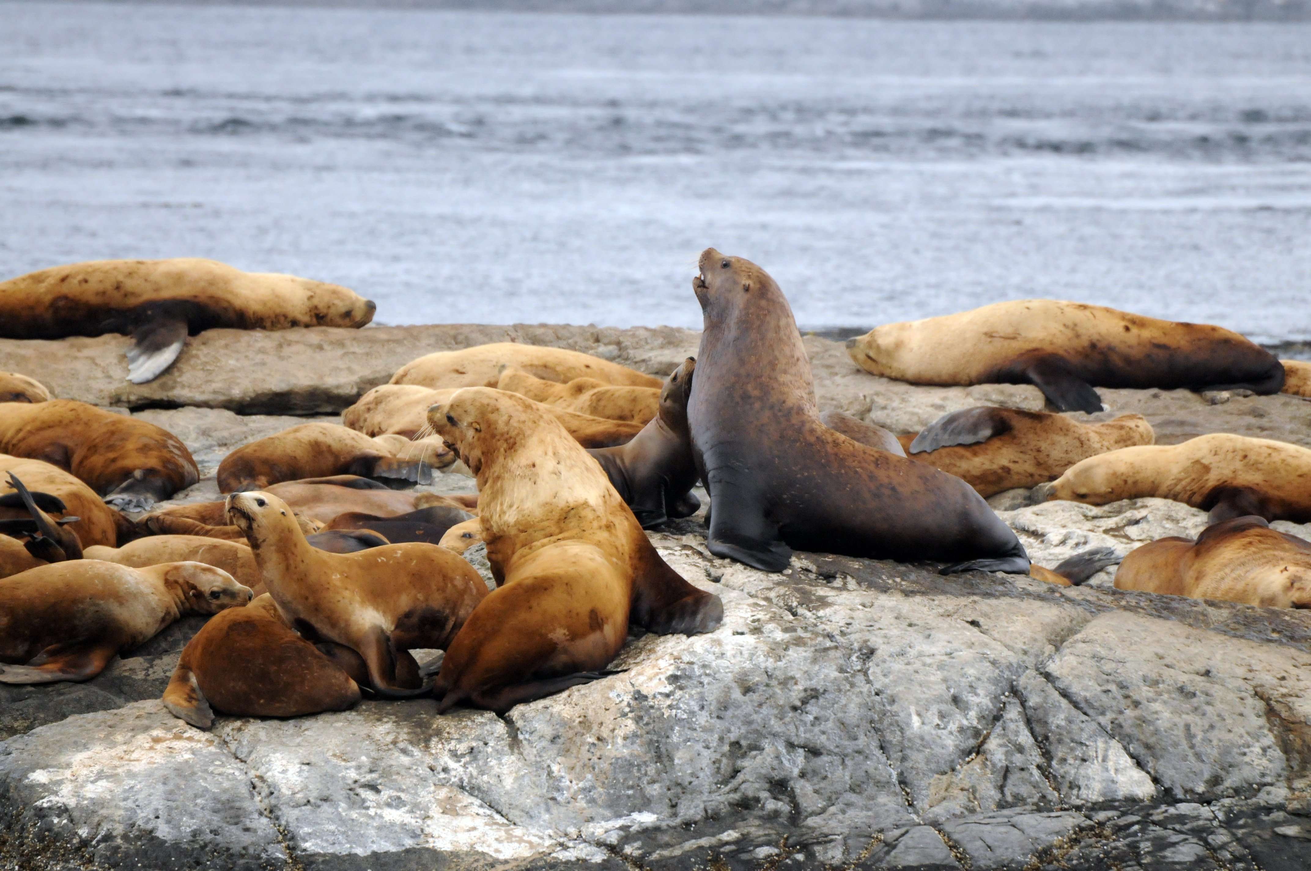 Vancouver whale watching tour — orcas and marine wildlife in the Salish Sea — image 18